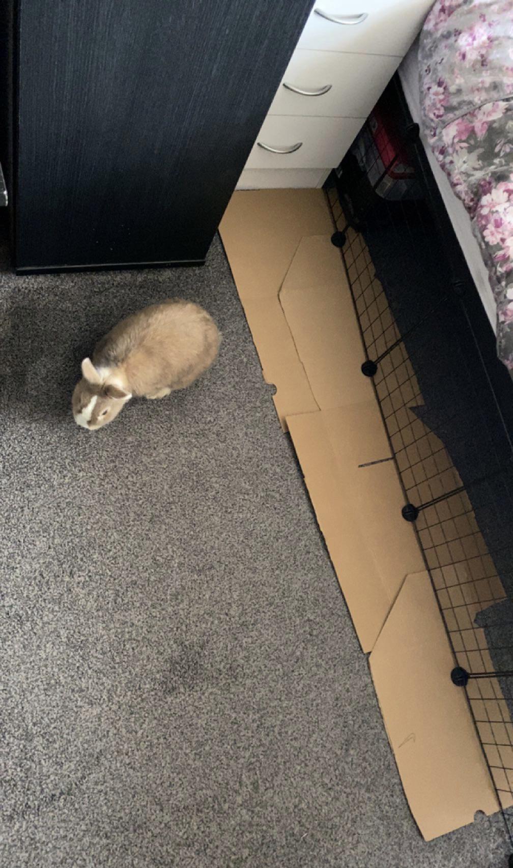 LPT lay down cardboard if you have a rabbit who won’t stop chewing the carpet no matter what r