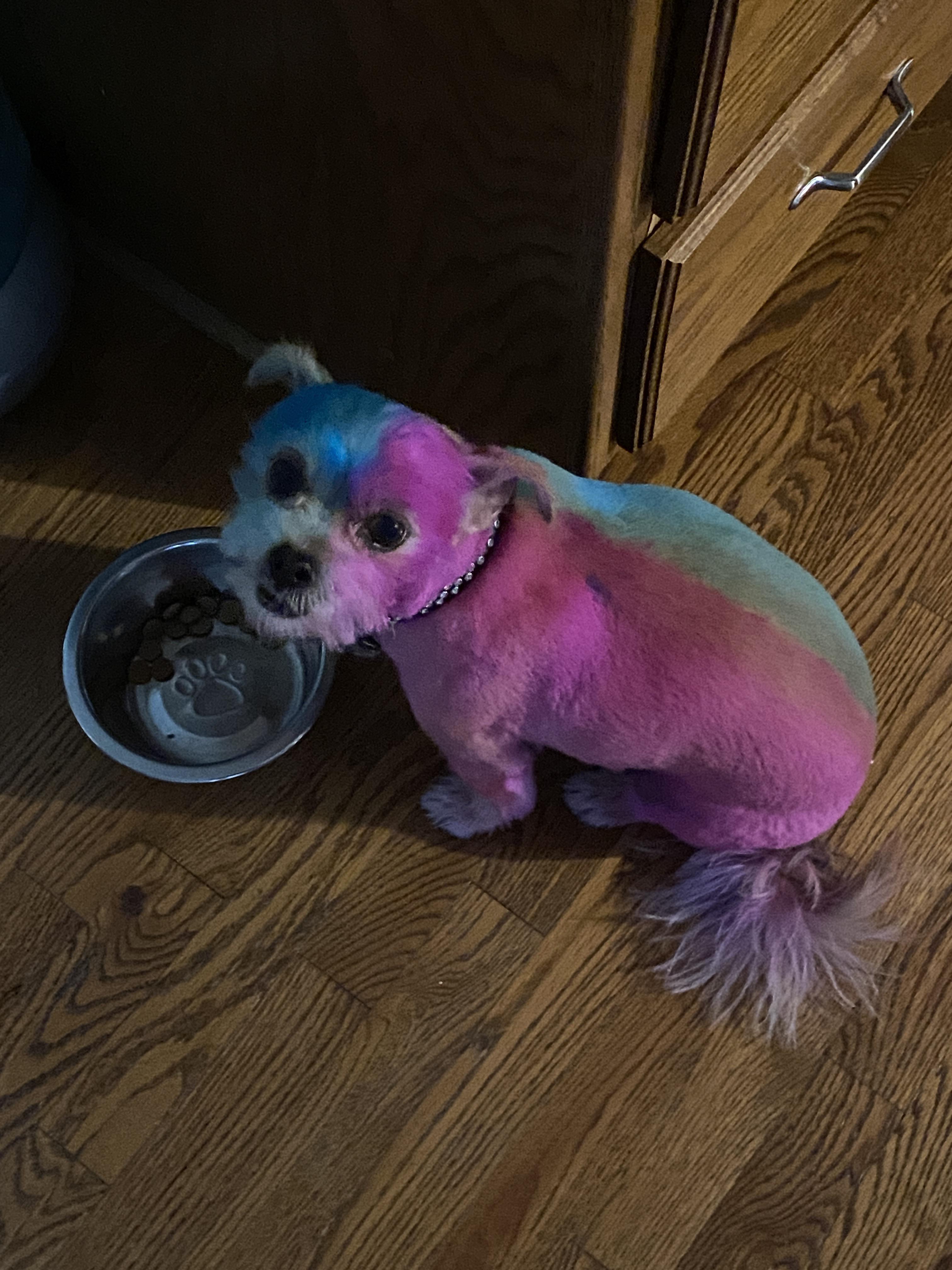 Got surprised with this on my dog, my sister came over and used dog