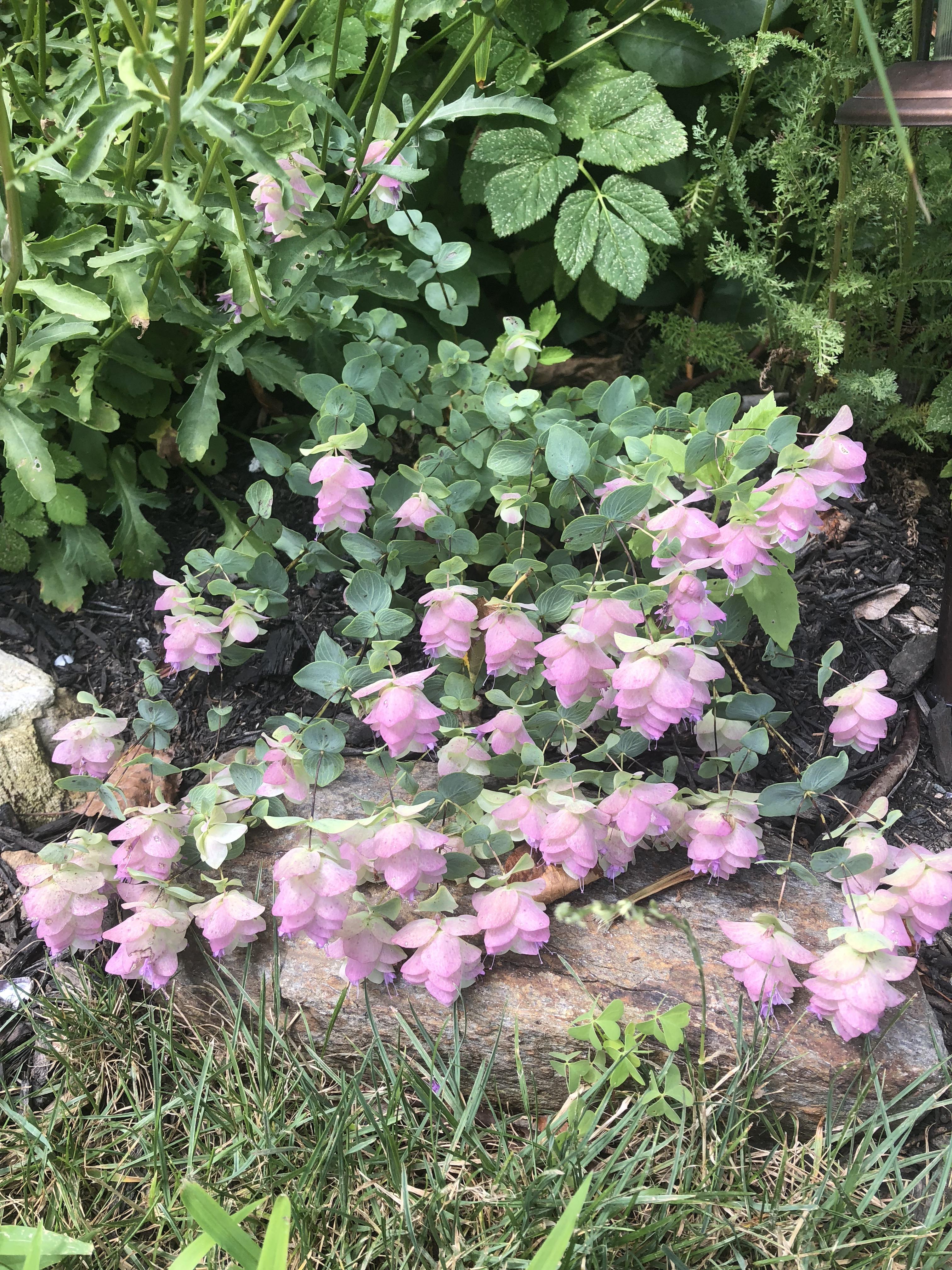 What is this plant I saw in Bar Harbor Maine? Zone 5b. r