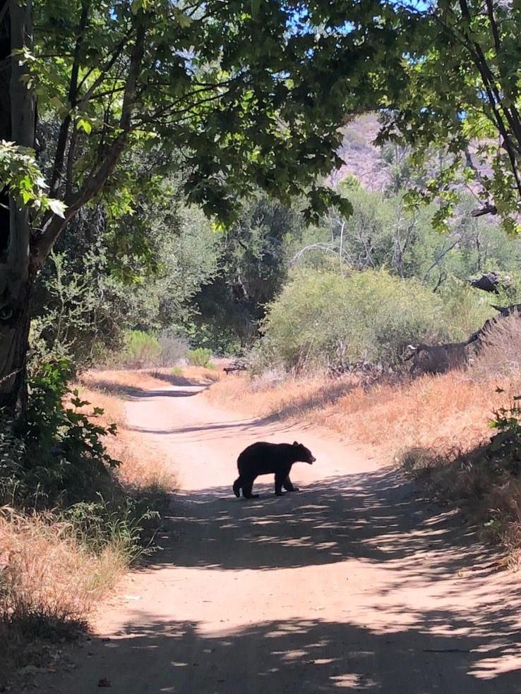 Malibu Bear Cub r/LosAngeles