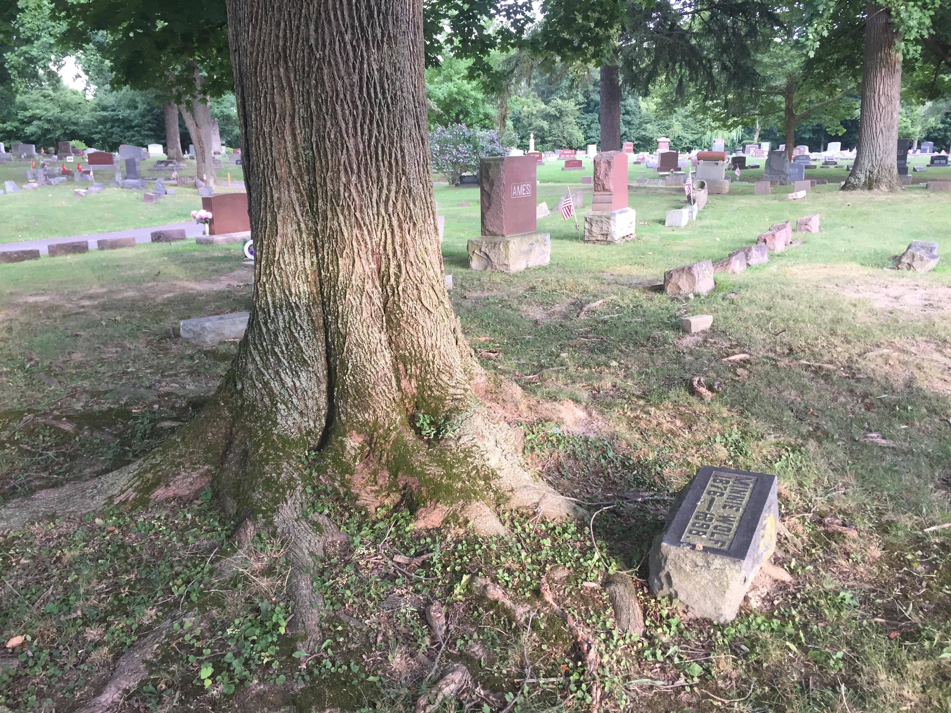 Tree on a grave. r/CemeteryPorn