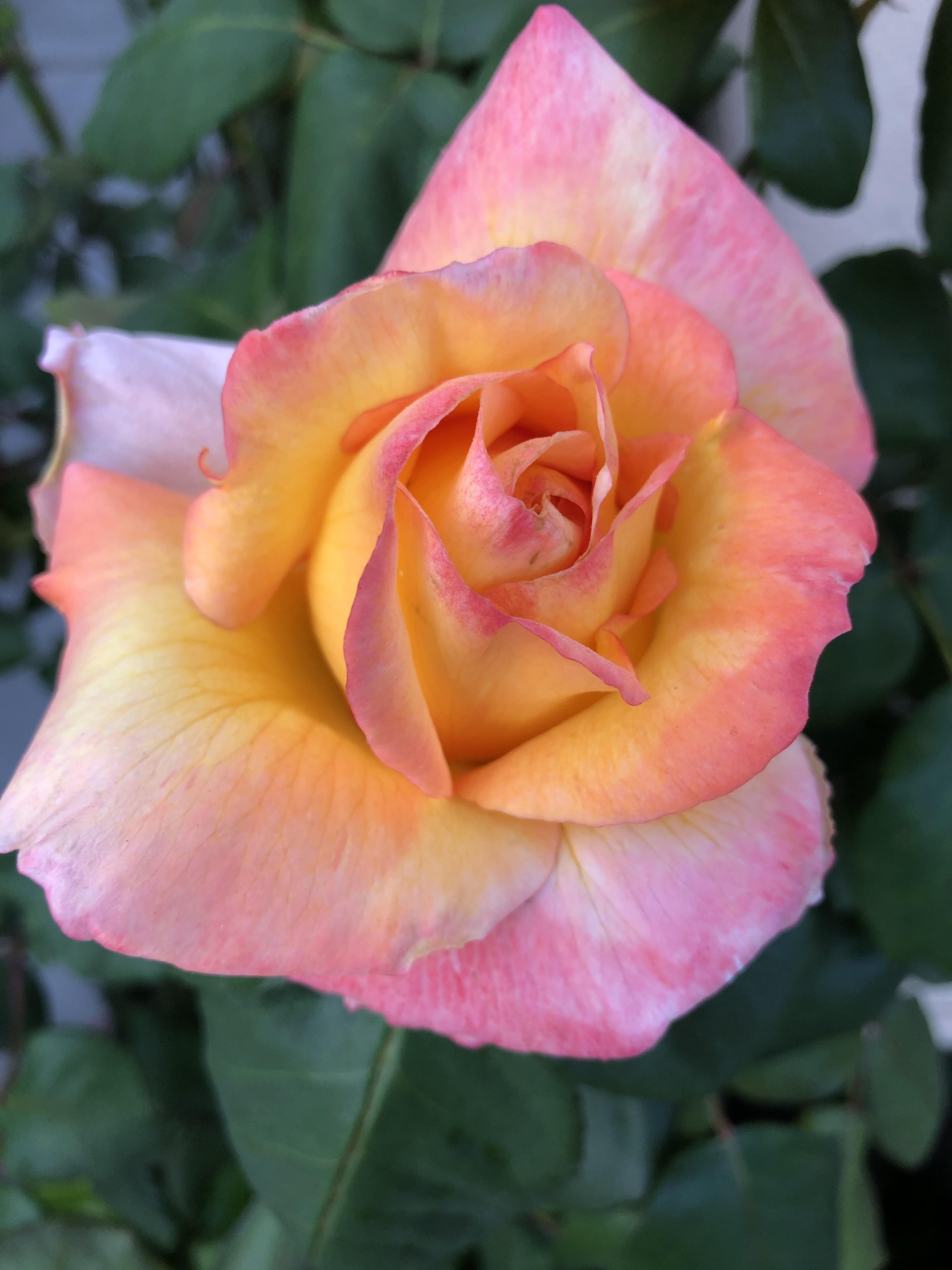 My grandmas roses r/flowers