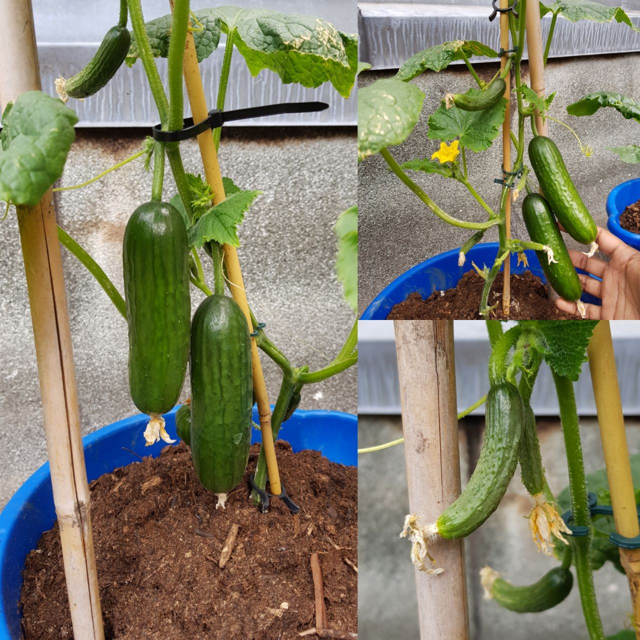 First time growing cucumbers and I didn't know they grow so fast! But the leaves don't look