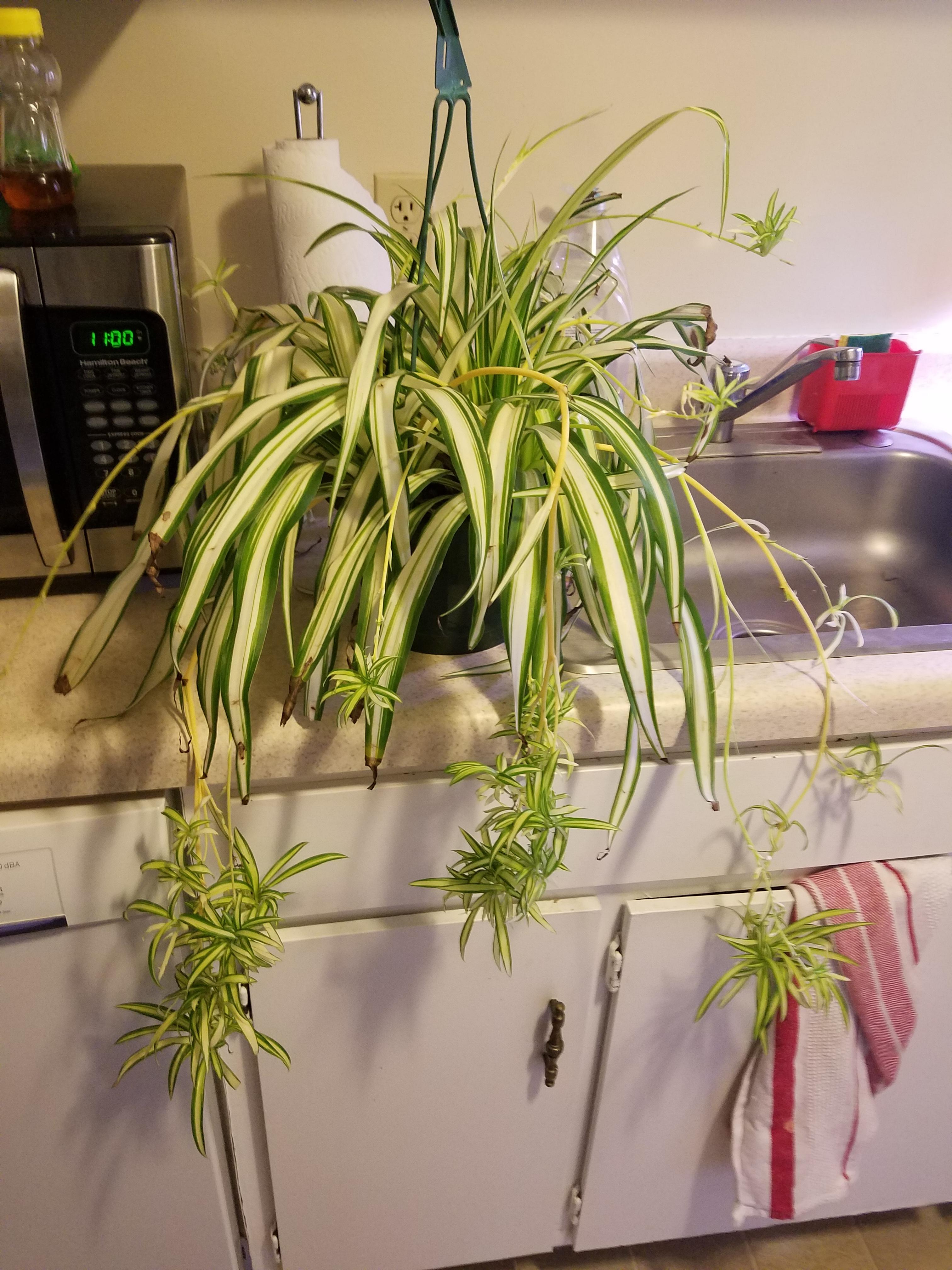 Newest purchase, a discount spider plant from the grocery store with