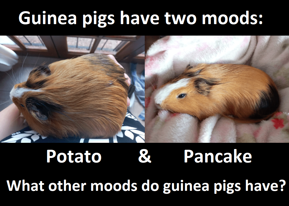Guinea Pig Memes atelieryuwa.ciao.jp