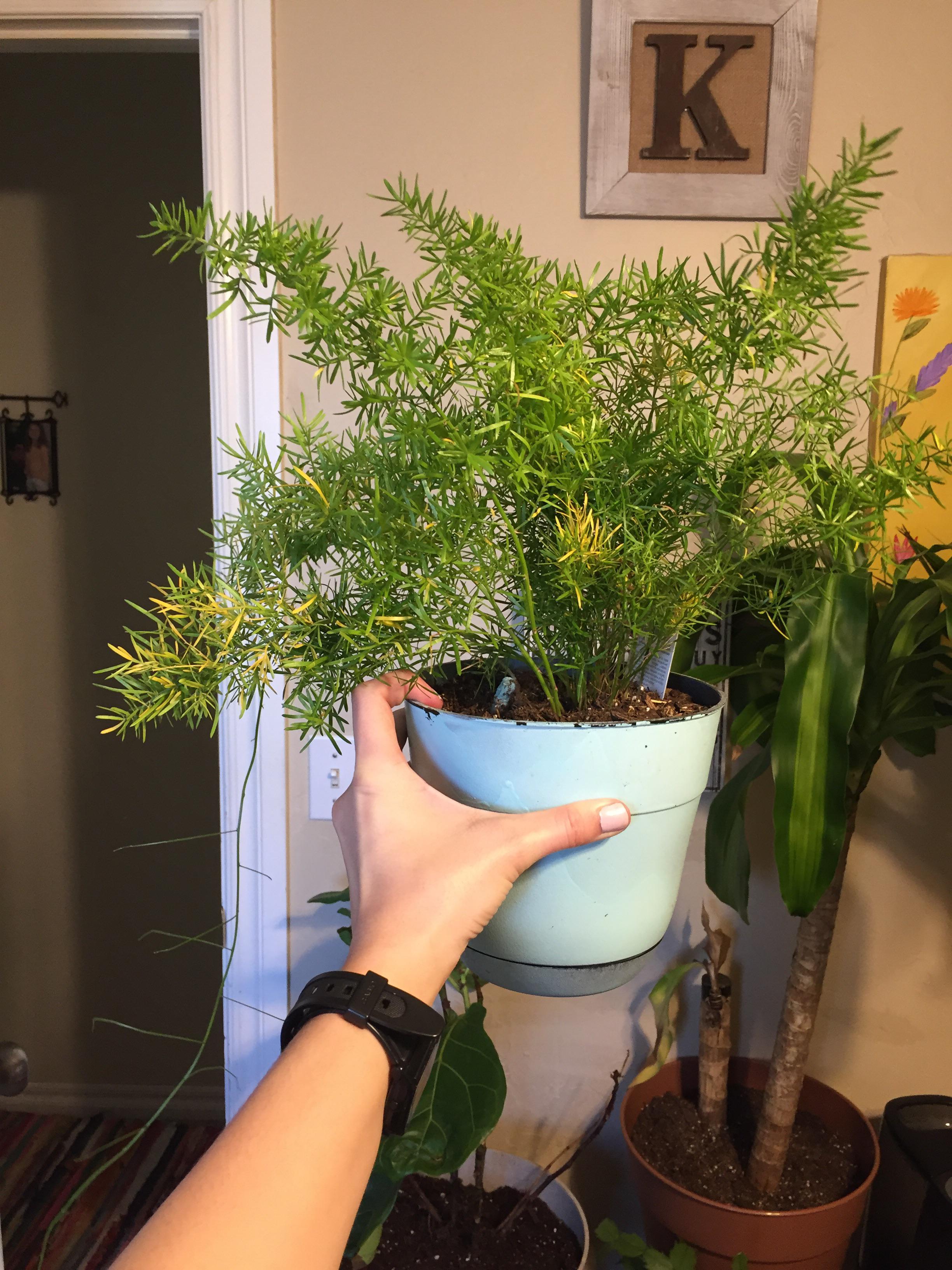 I’ve had this “asparagus fern” for about 6 months. It’s been pretty easy to care for but now it