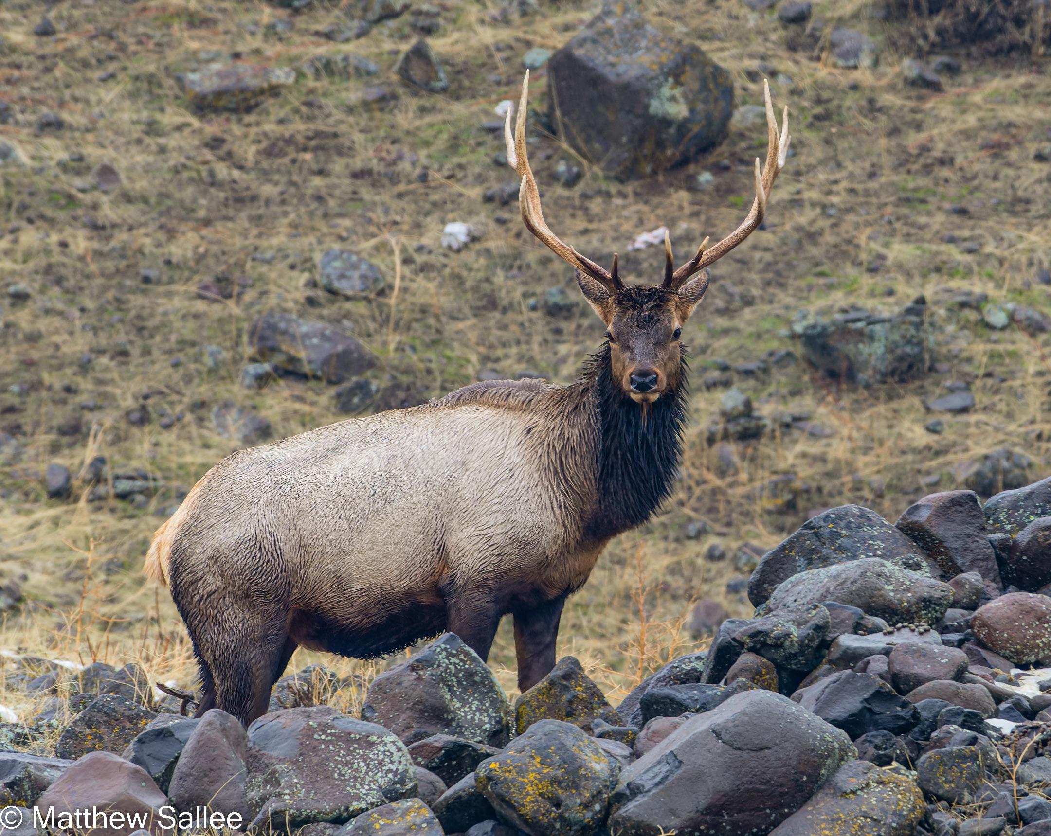 Rocky Mountain Bull Elk. Washington State, 1/15/2023 r