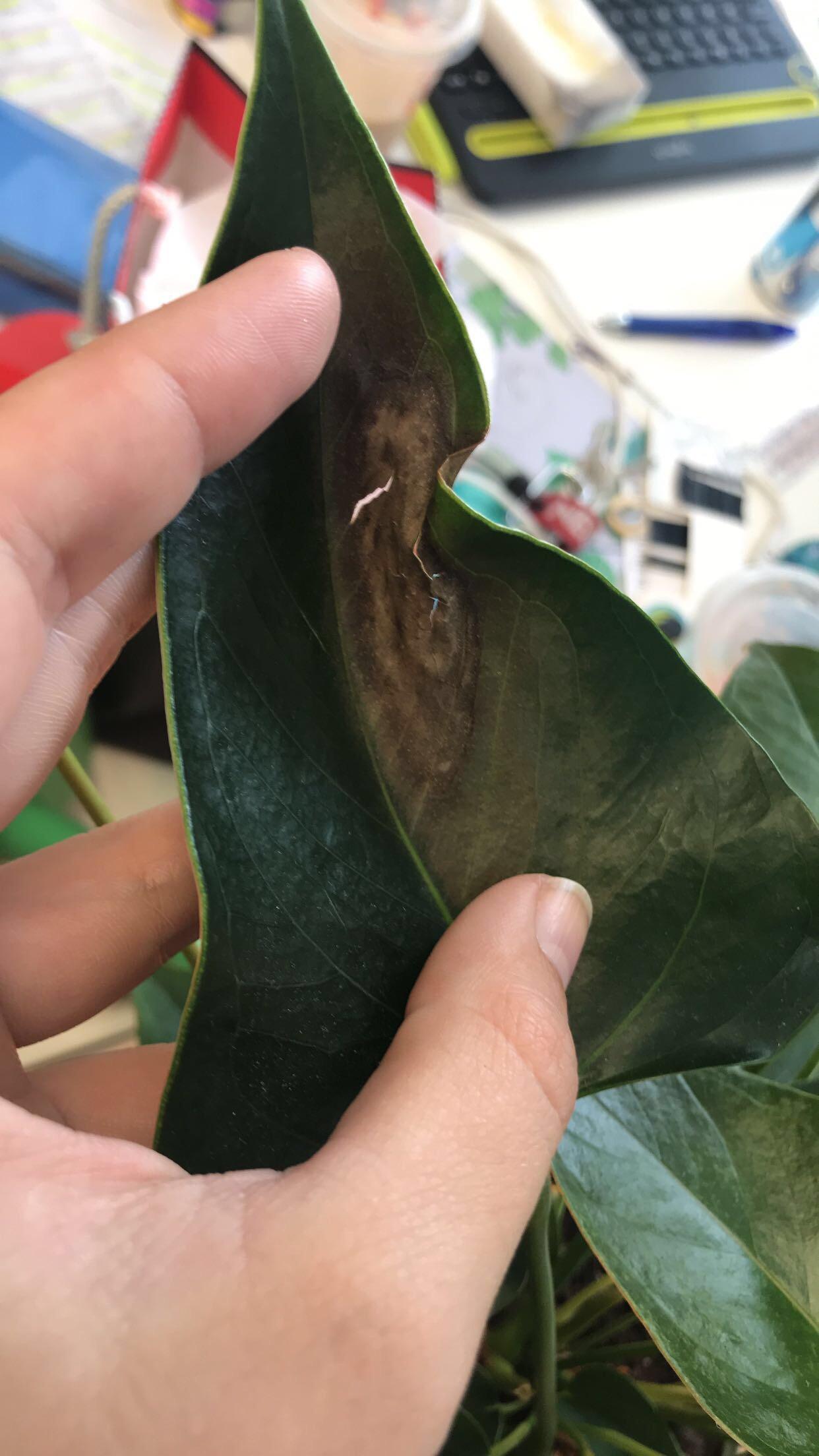 Weird brown spots on my anthurium. r/plantclinic