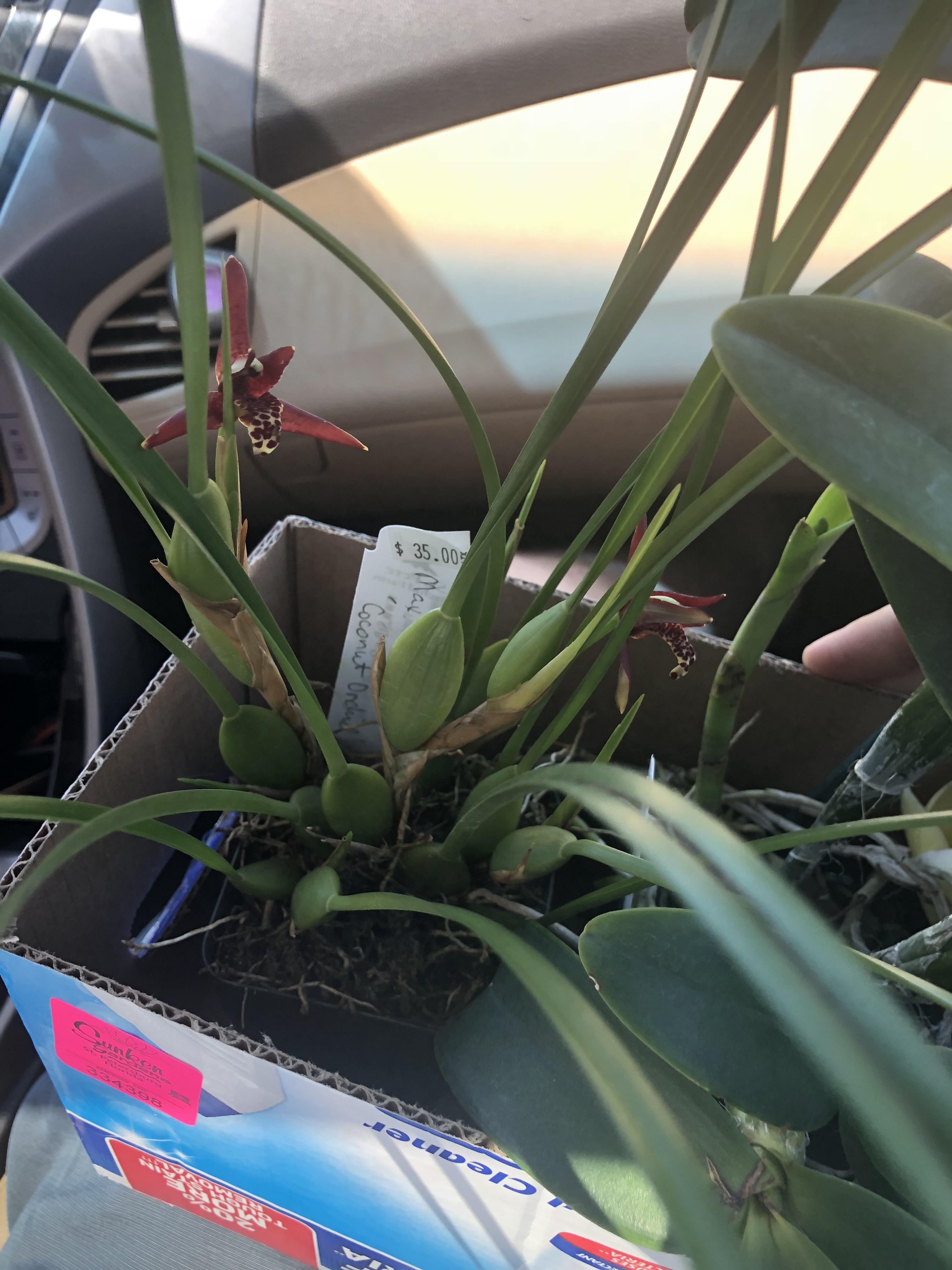 Got this beautifully fragrant coconut orchid at the orchid nursery in