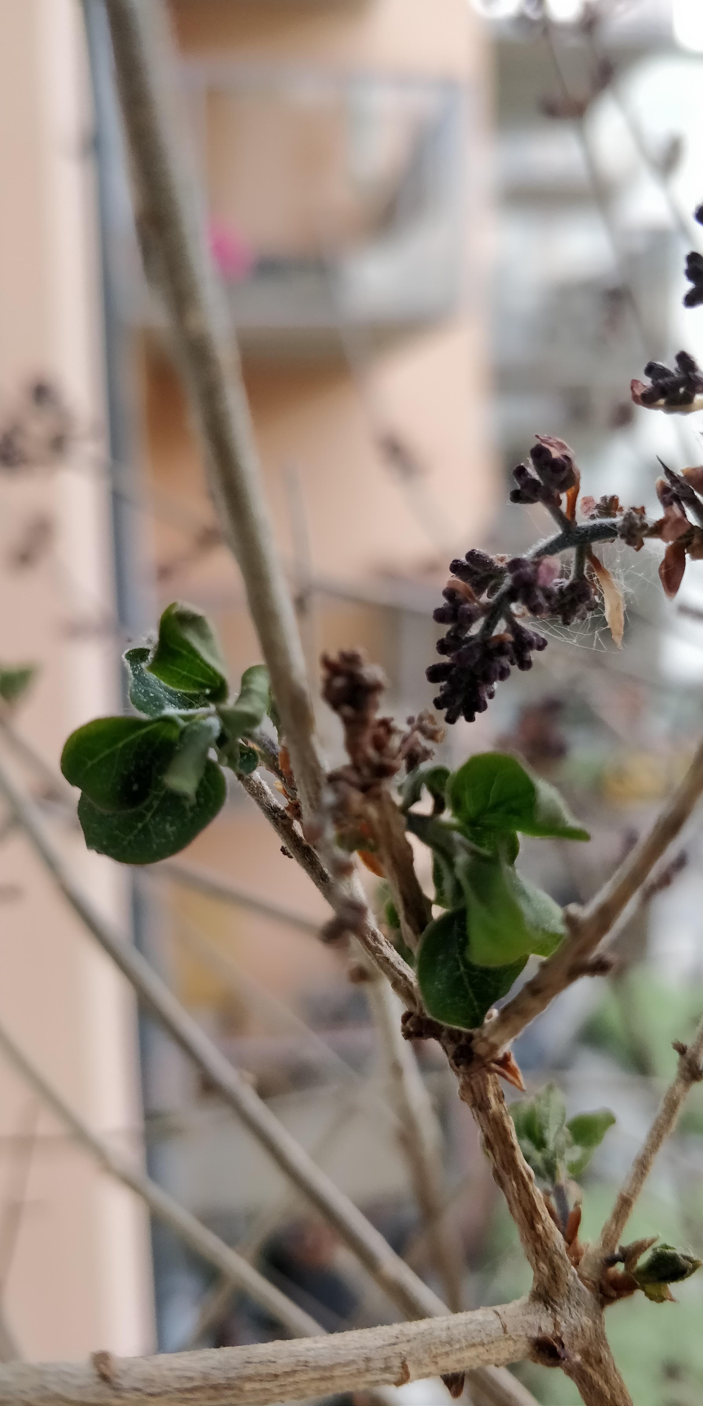 Lilac stopped producing growth r/gardening