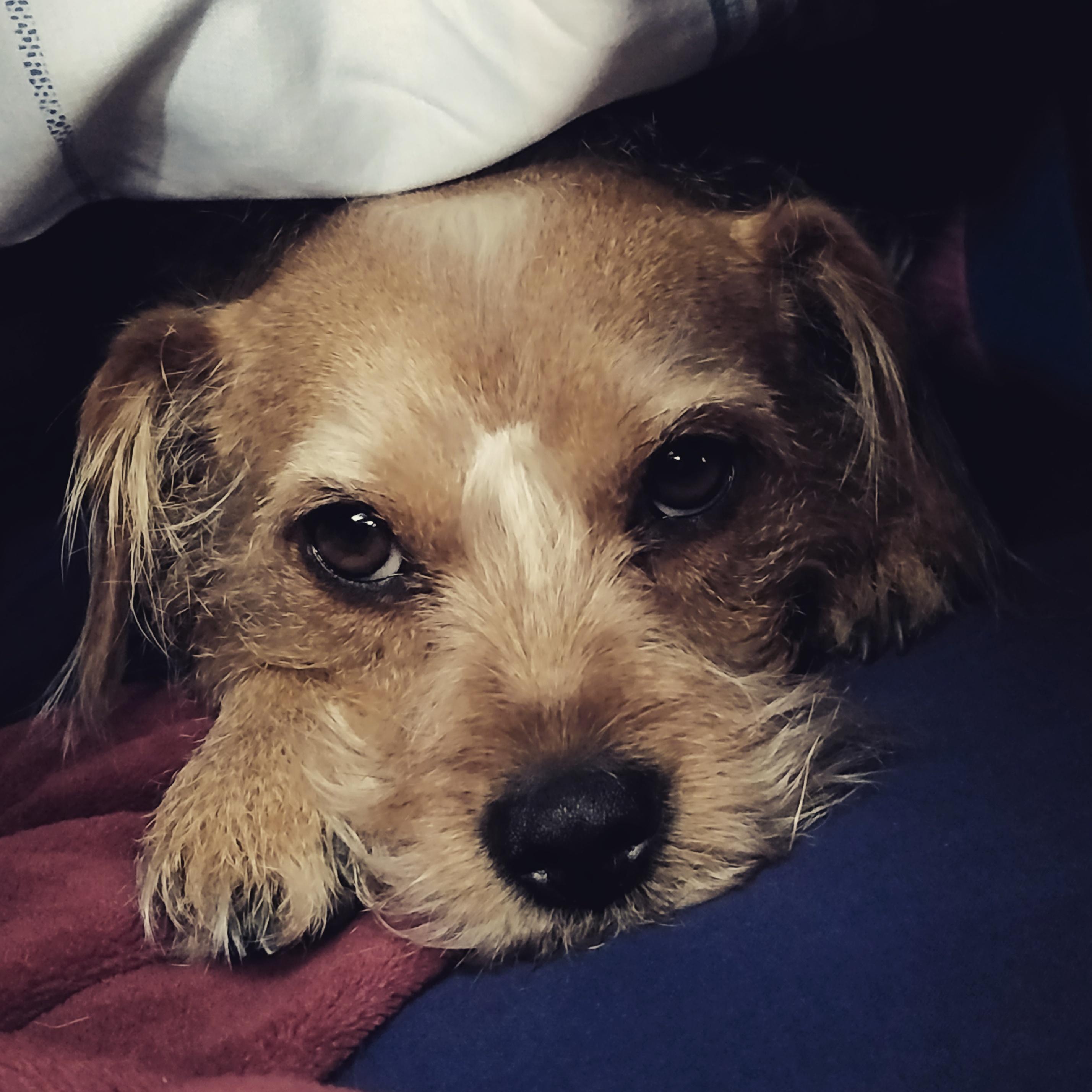 Snuggling under the covers justjudyandherdog