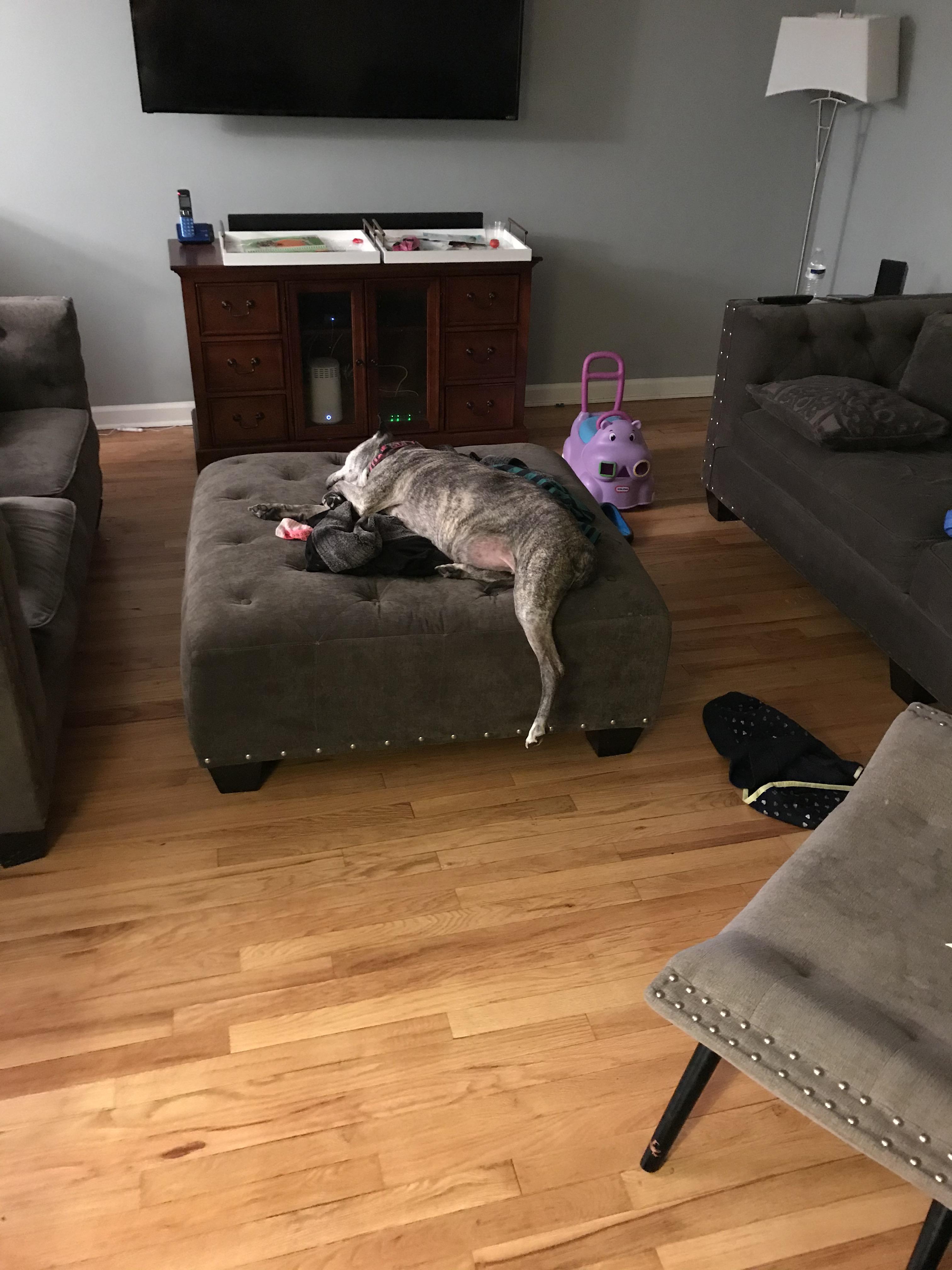 Came downstairs to find my dog sleeping and sprawled out on our ottoman