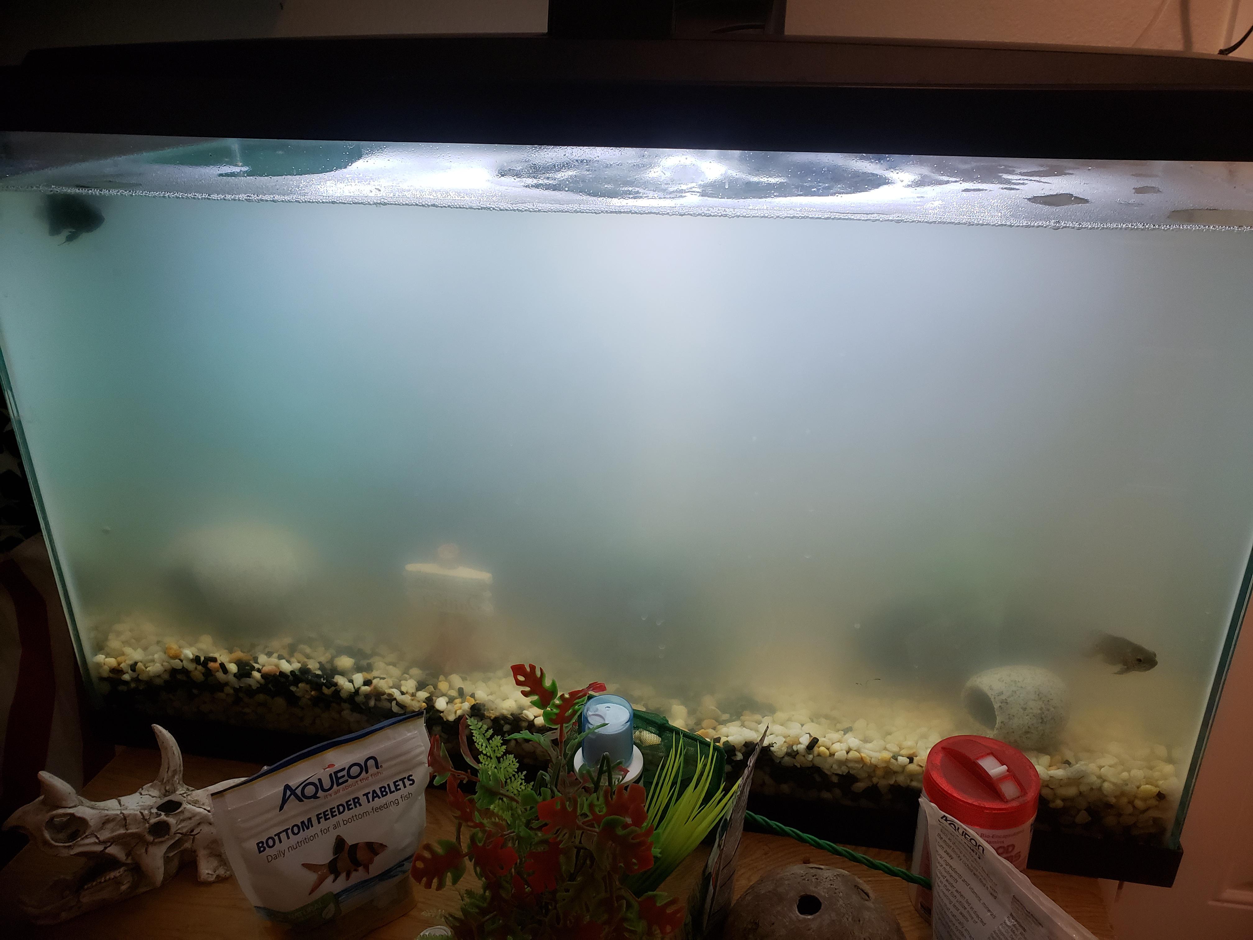 Why is the tank murky? r/Aquariums
