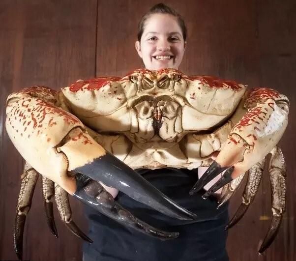 Tasmanian Giant Crab, one of the largest crabs in the world, weighing