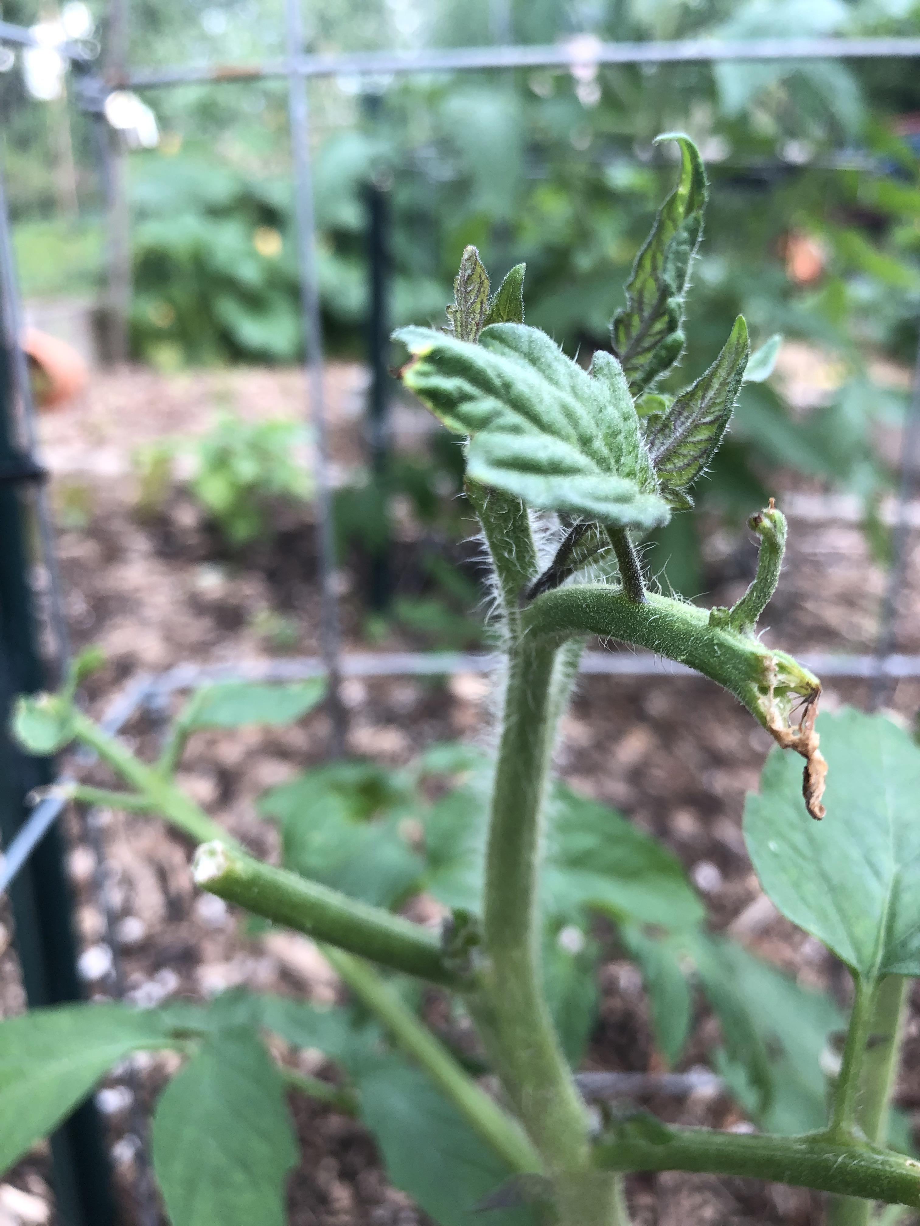 What’s eating my tomato plant? Haven’t found any evidence of critters