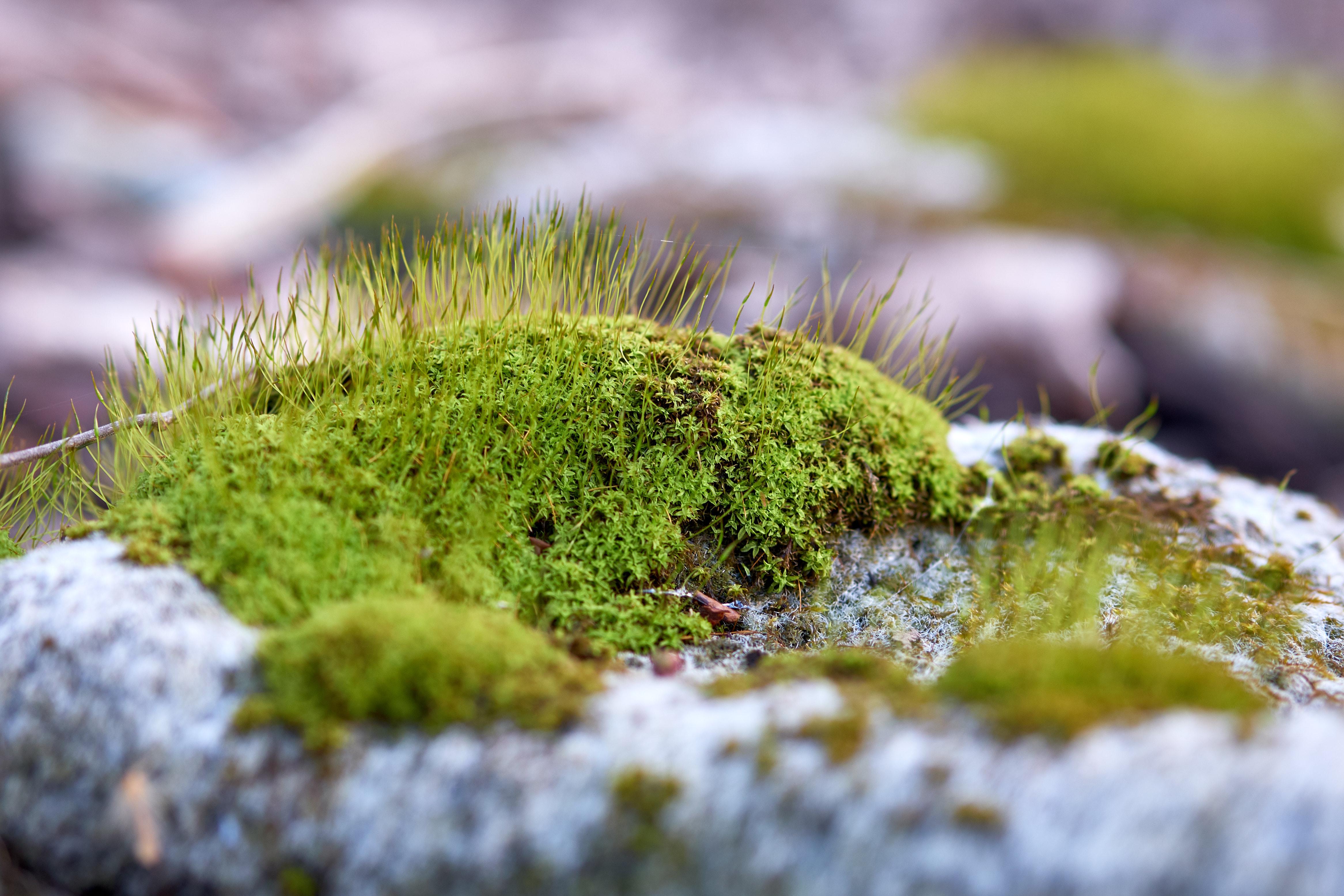 Moss Mountain r/Miniworlds