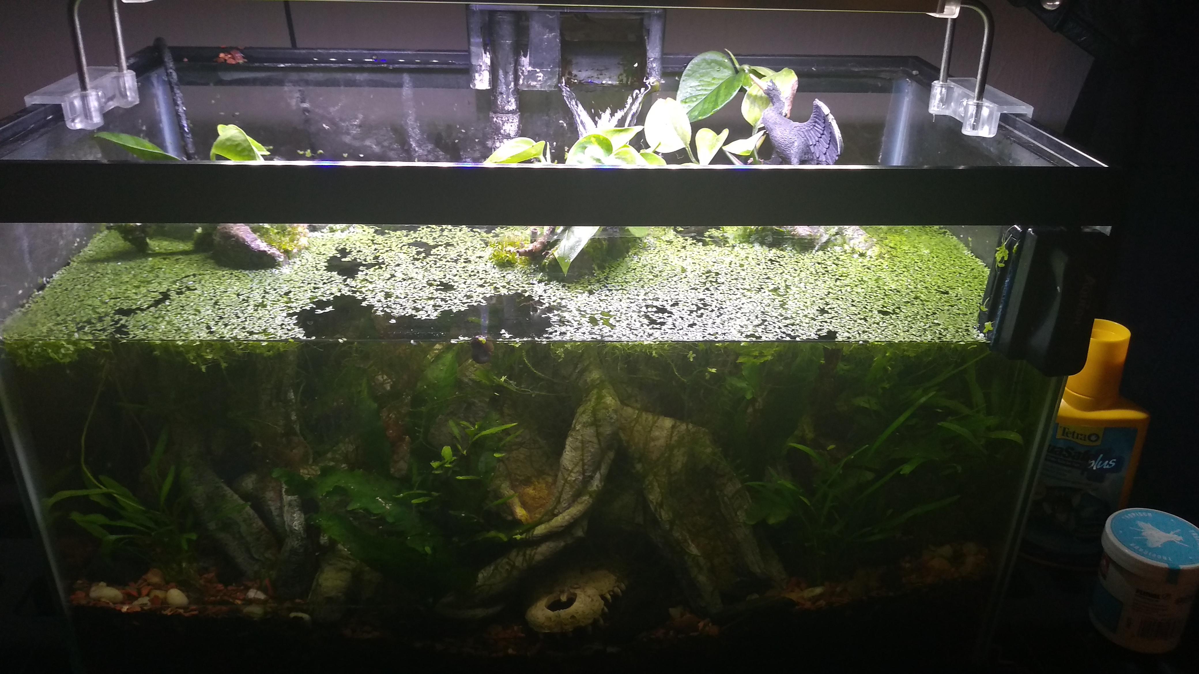 My 10 Gallon Everglades tank (Florida Flagfish, Ghost Shrimp, Ramshorn