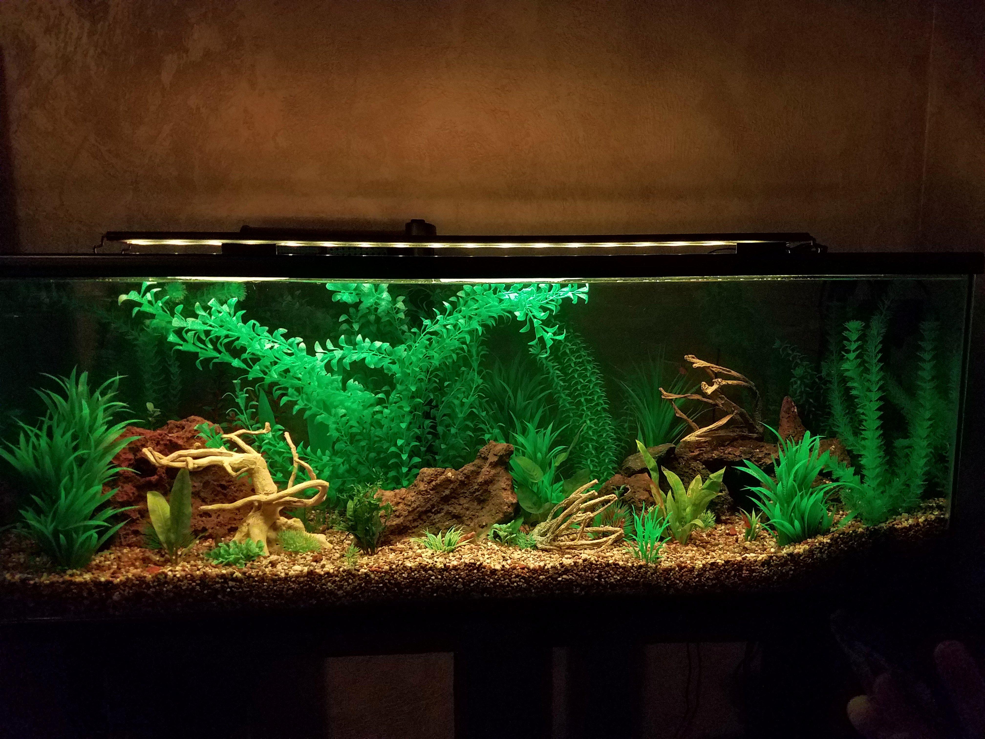 My 60 gallon tank. Some live, some plastic plants. First in 15+ years