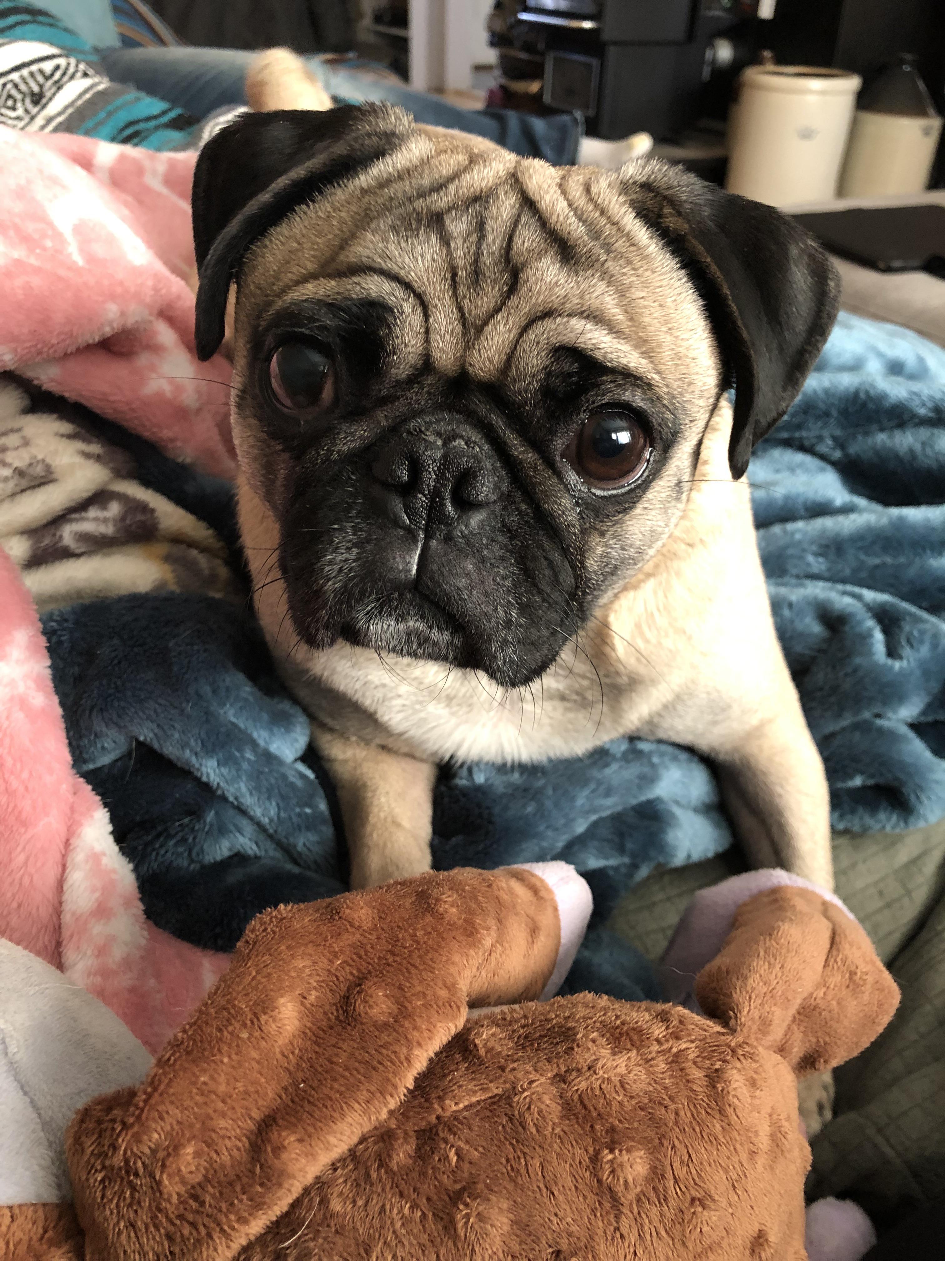 And here I thought we were being original in naming our pug Olive but everyone here is proving