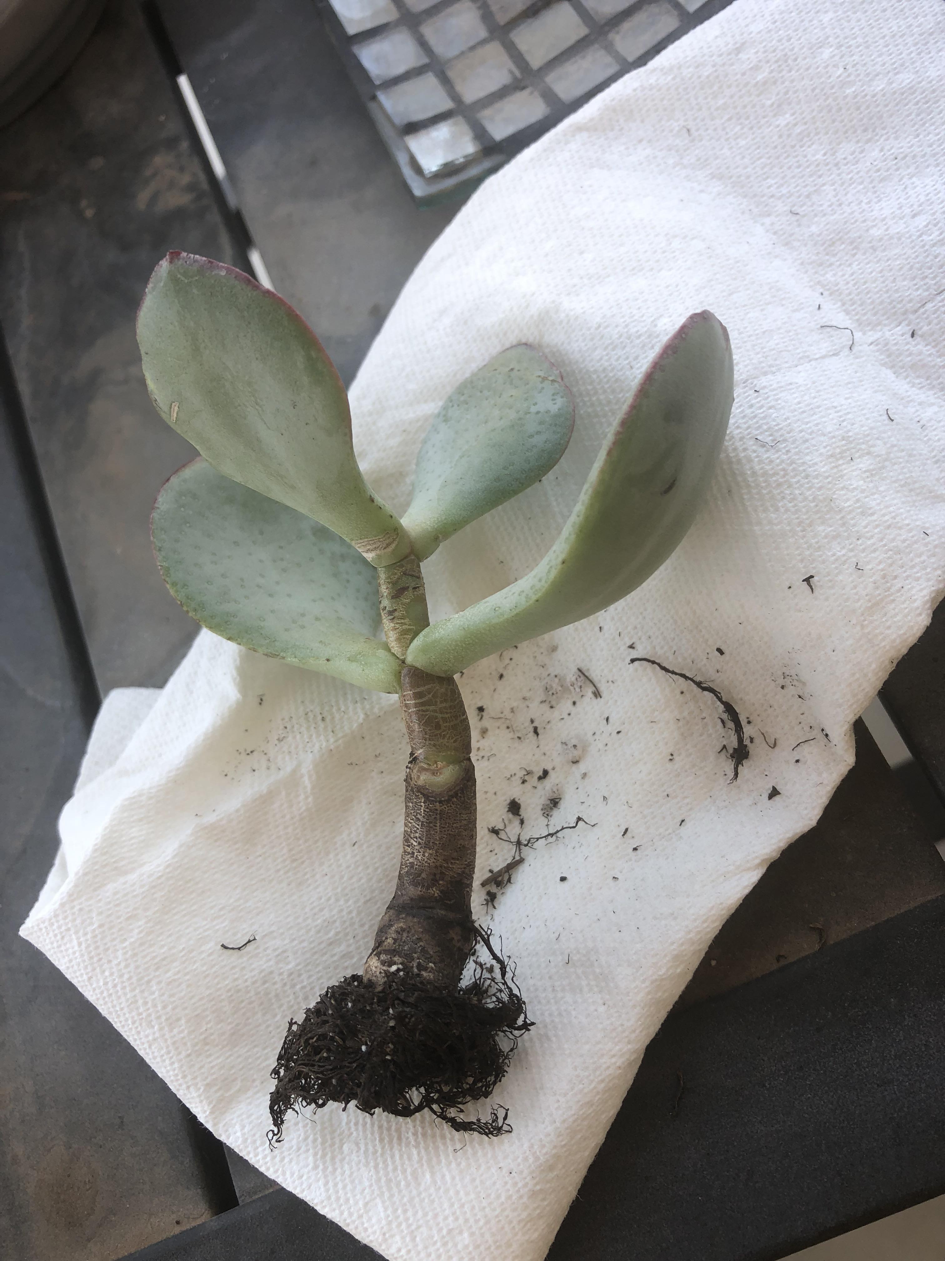 What Do Dead Succulent Roots Look Like Best Succulent Ideas