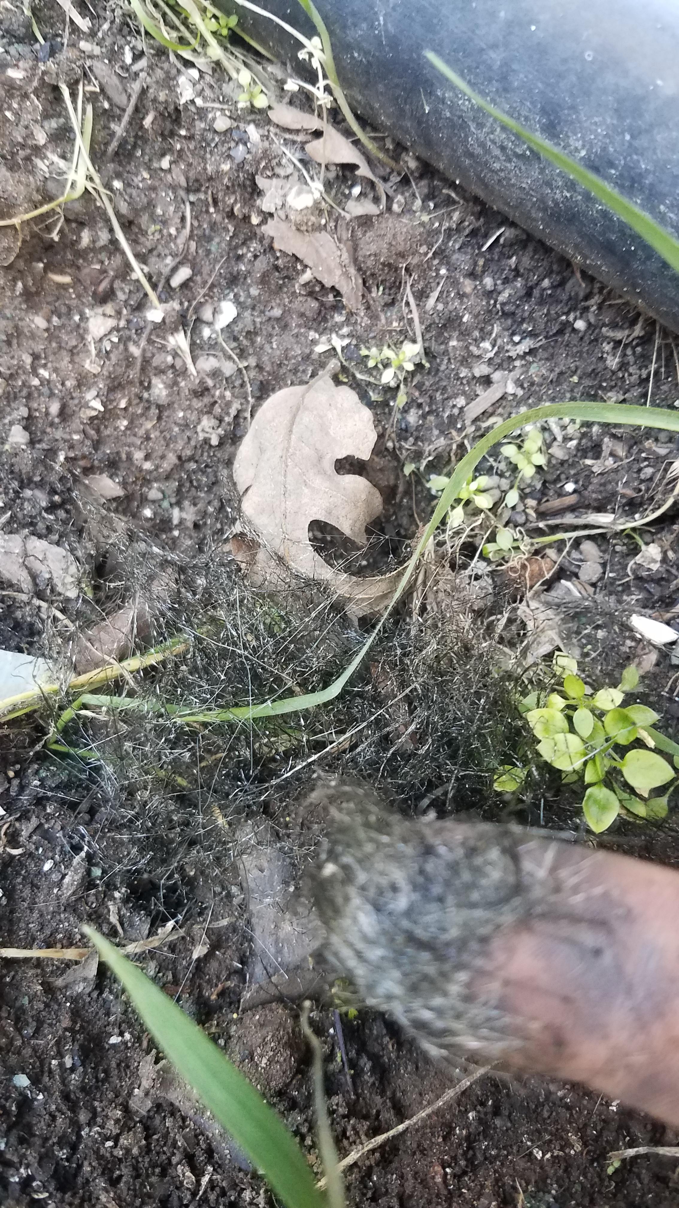 Growing in cat poop (found that out after I touched it) r