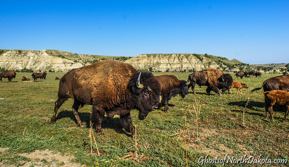 North American Bison in Theodore Roosvelt National Park, near Medora
