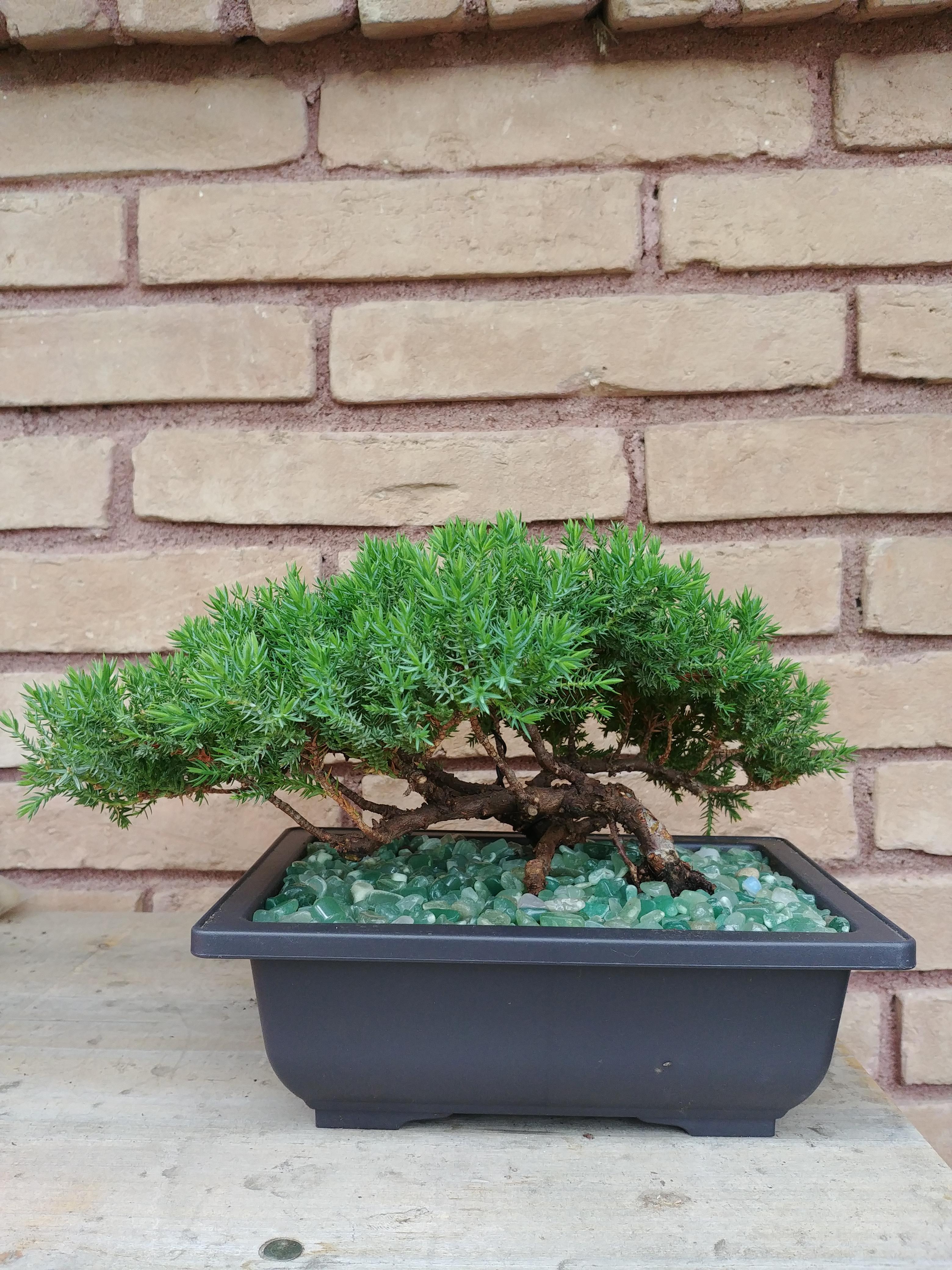madrone bonsai Captions Beautiful