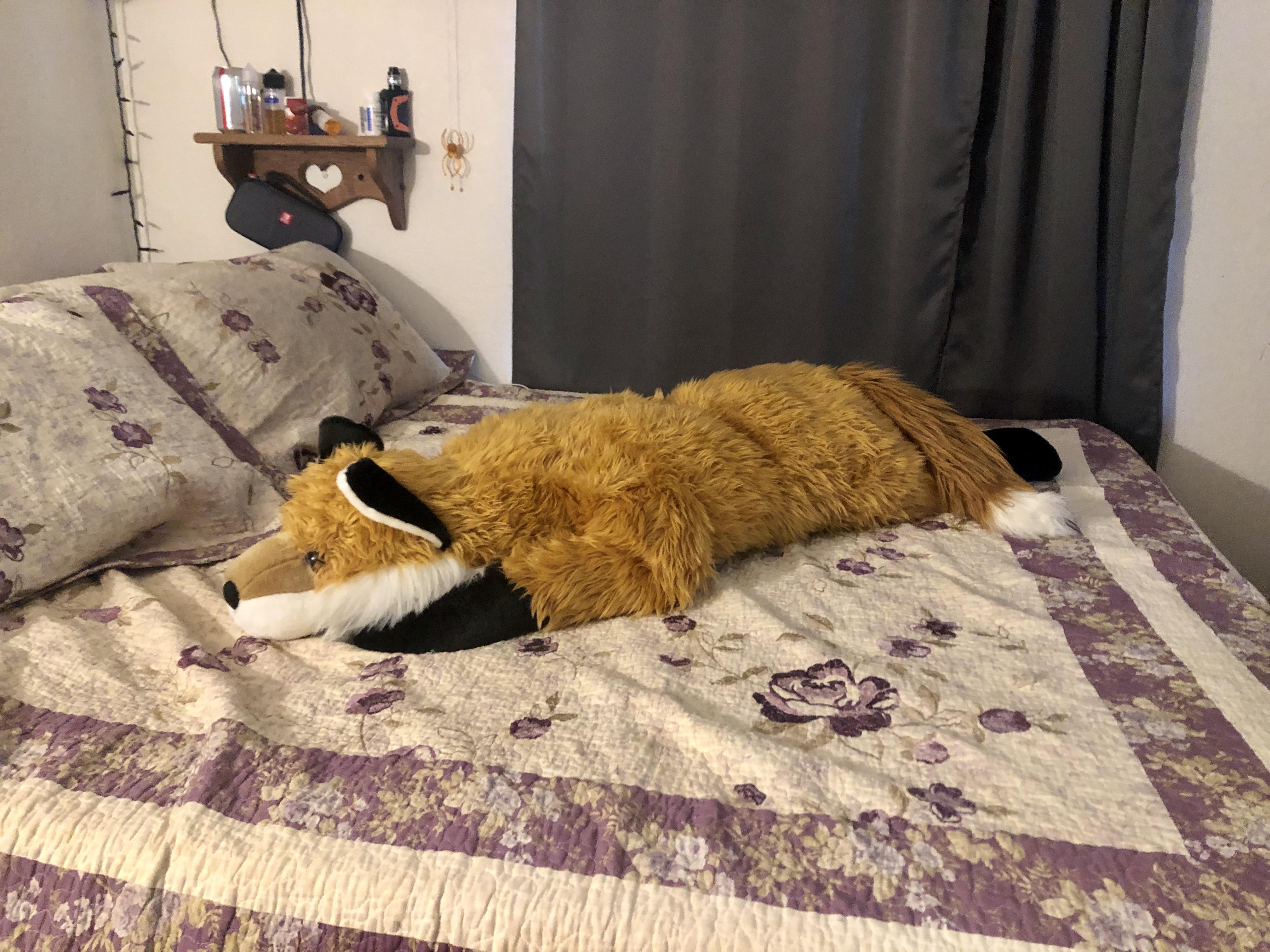 Ludo, my 4ft Fox body pillow plush (queen sized bed for scale) r/EverythingFoxes