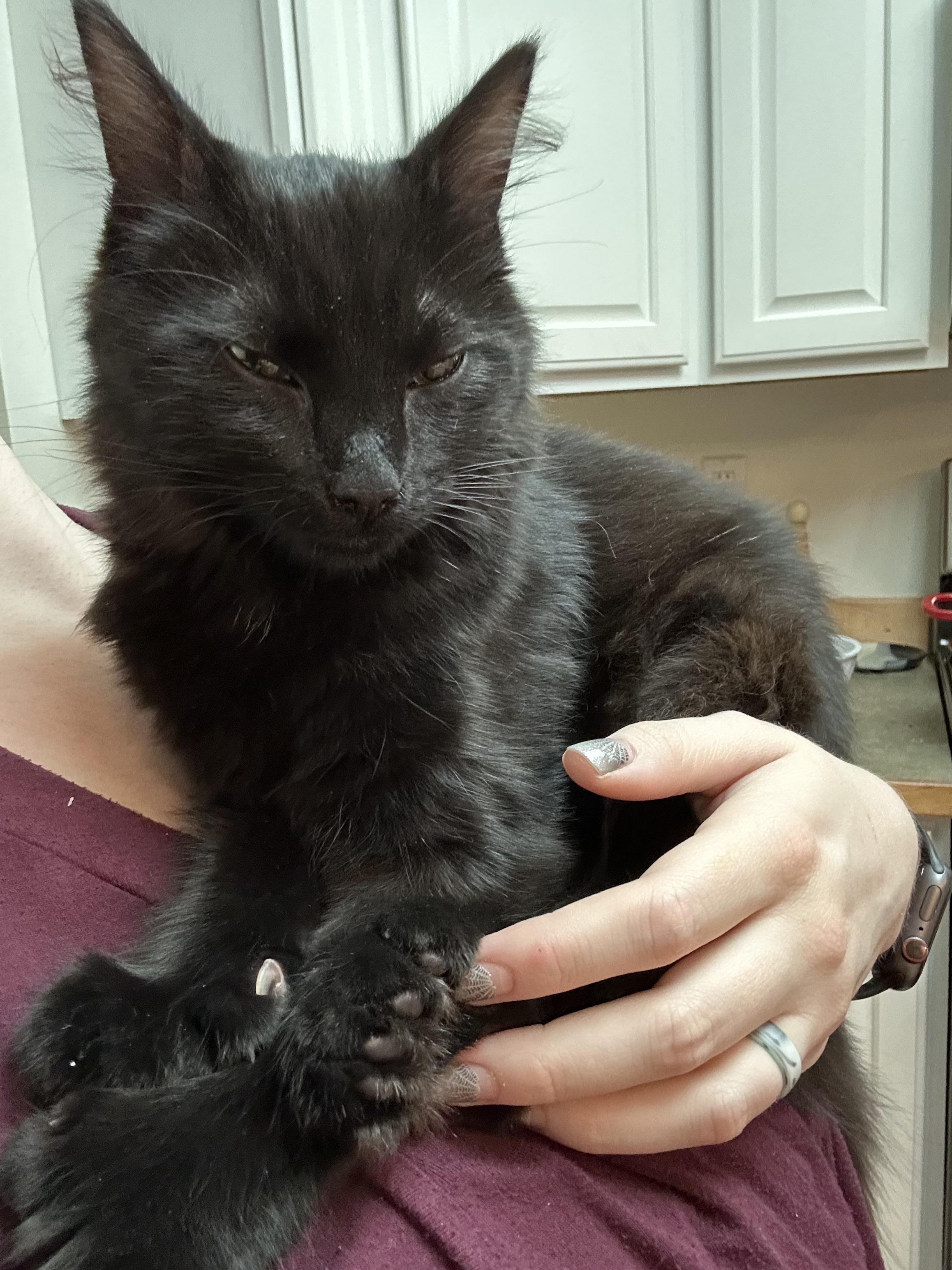 Is it possible for a cat to react to different litter? I just changed