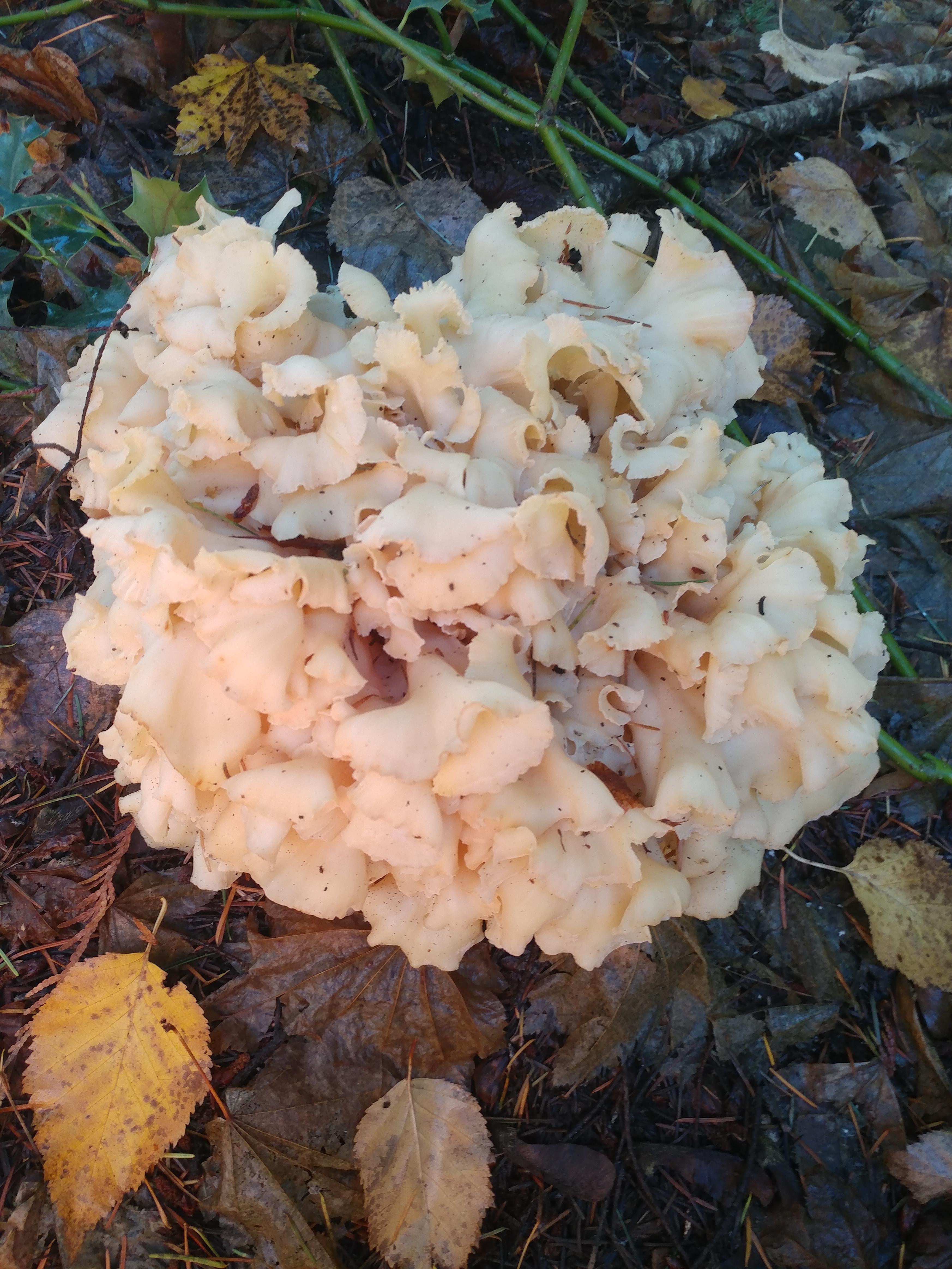 Cauliflower mushroom? r/mycology