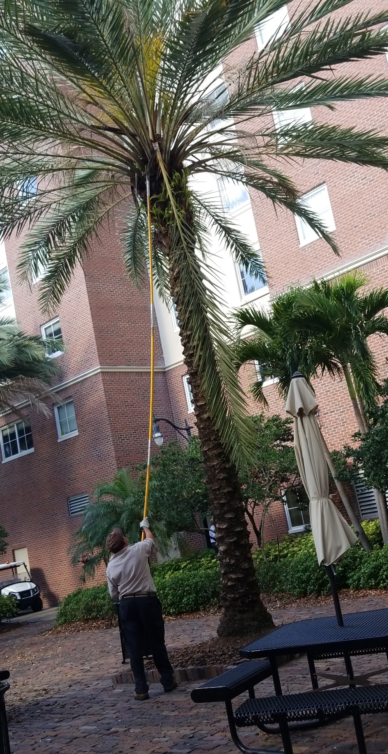 The tool used to trim palm trees. r/mildlyinteresting