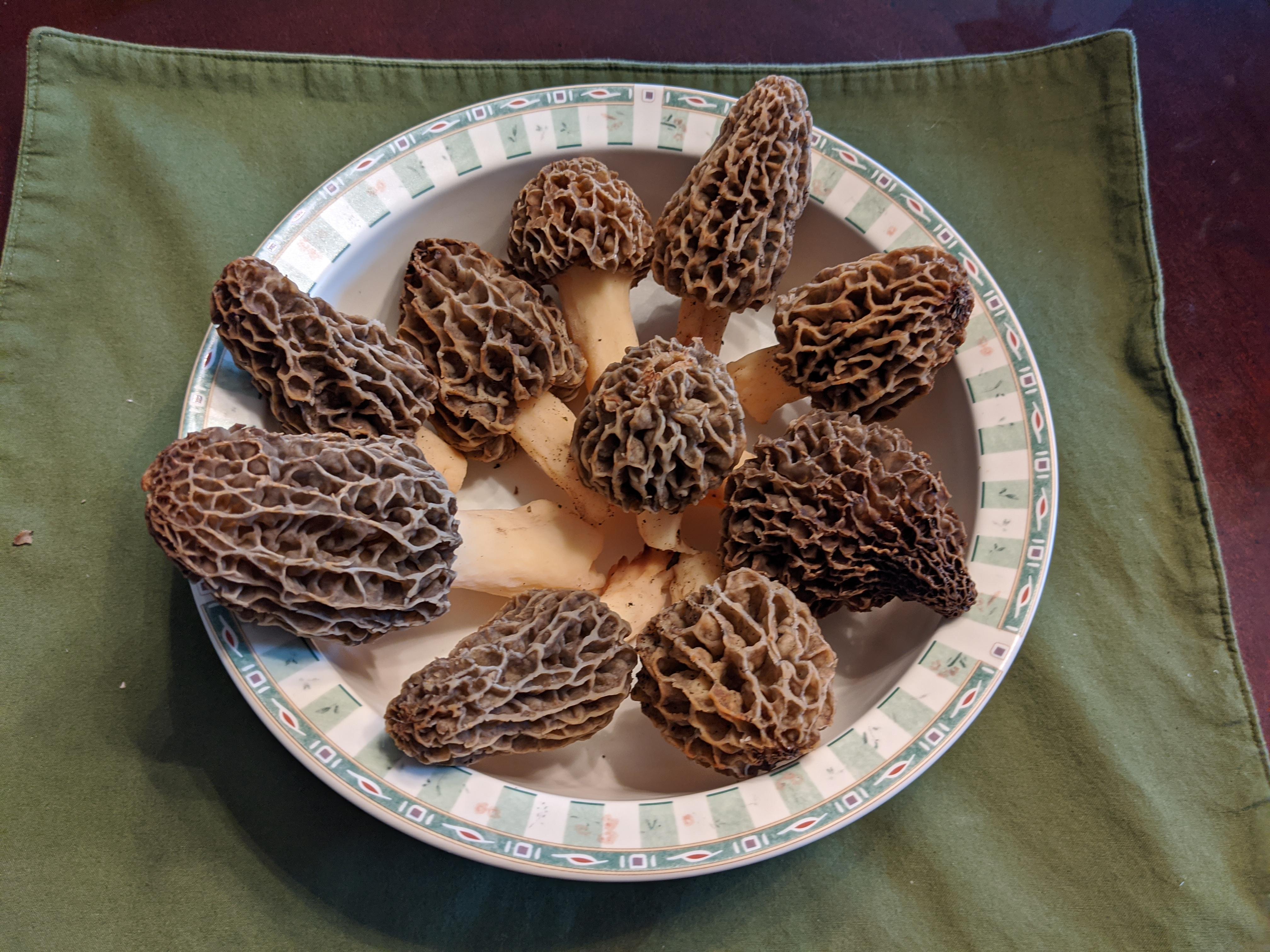 Morels 13 oz harvest from Wisconsin r/foraging
