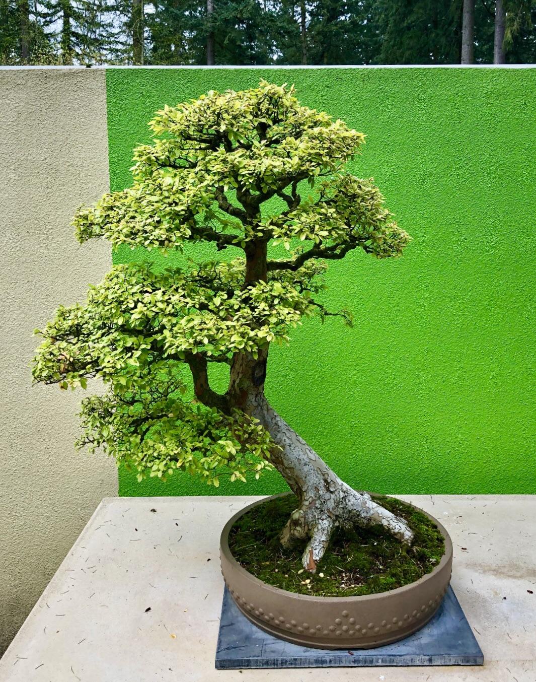 A Chinese Elm, bonsai training since 1980. r/Bonsai
