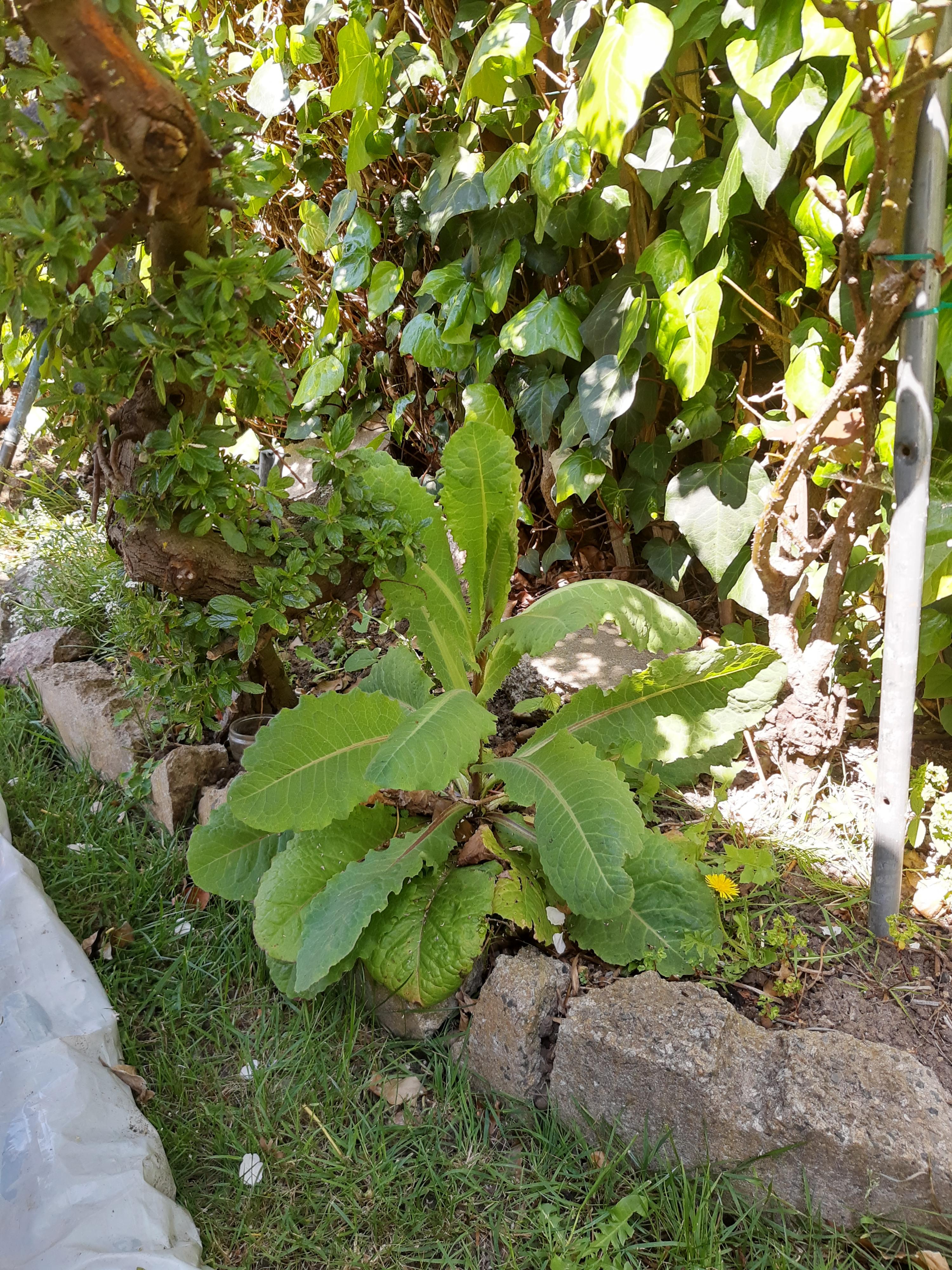 Can anyone ID this huge weed thing? gardening