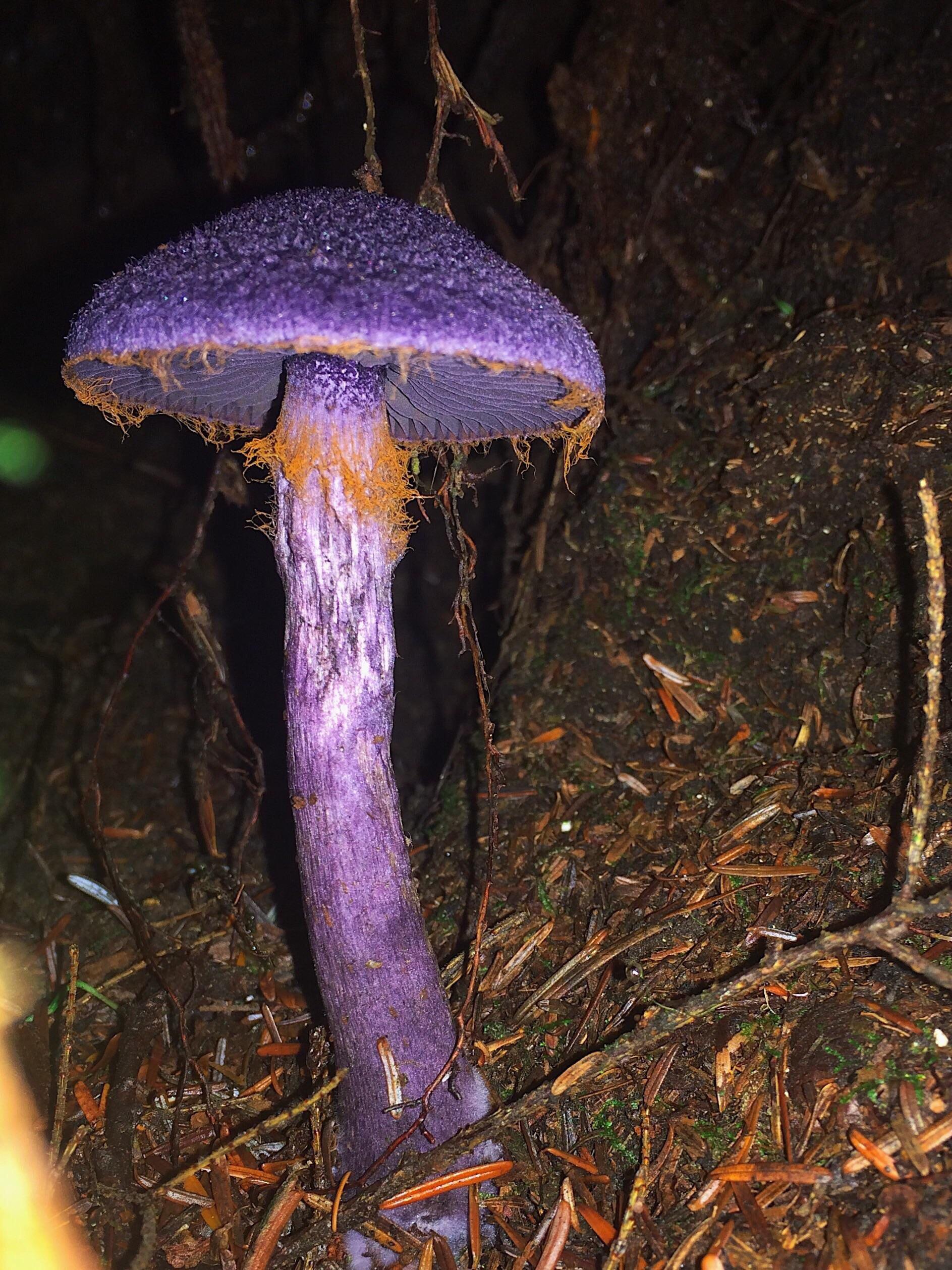 This purple mushroom. r/interestingasfuck