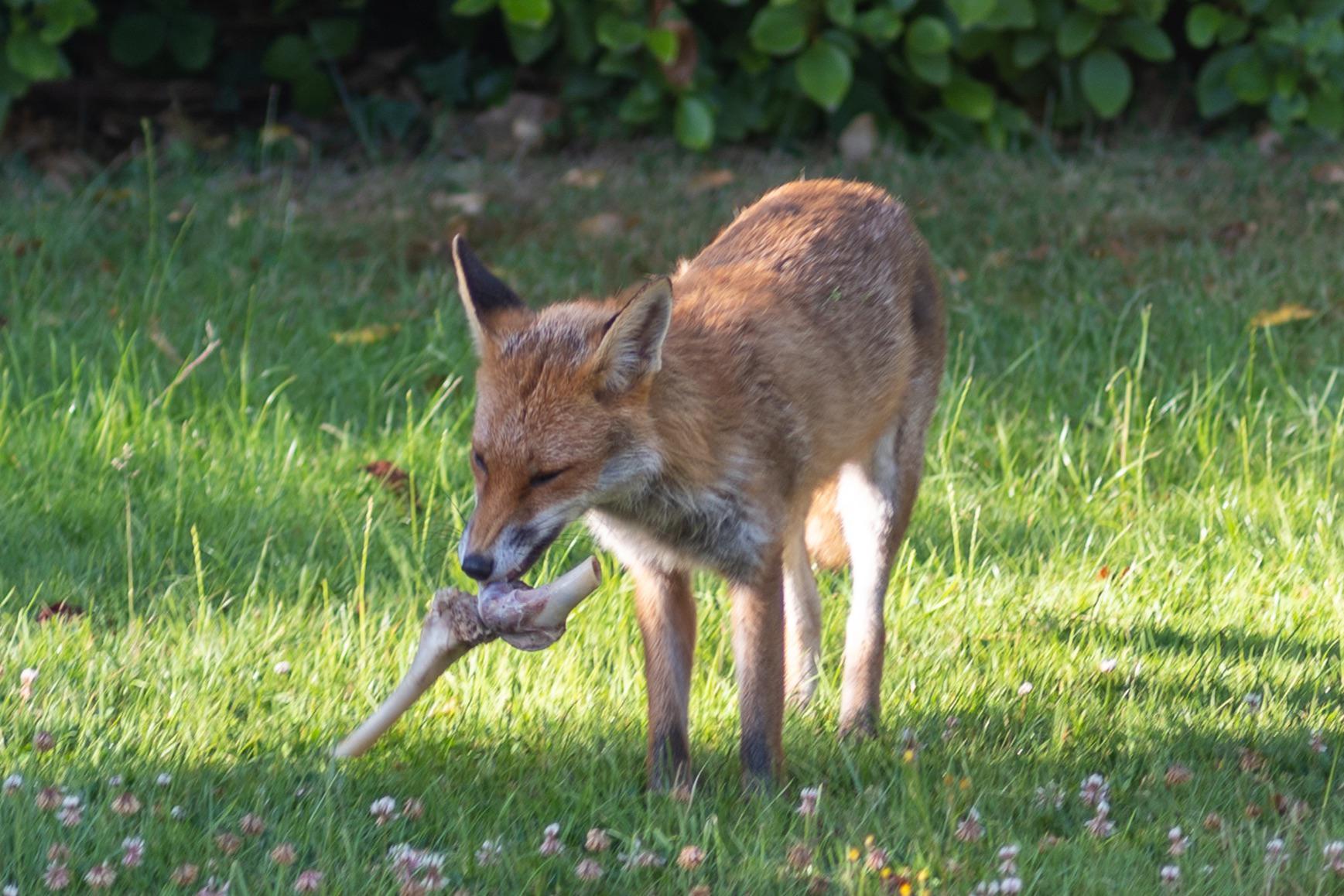 Garden visitor what did the fox catch? Seems like a rather large bone