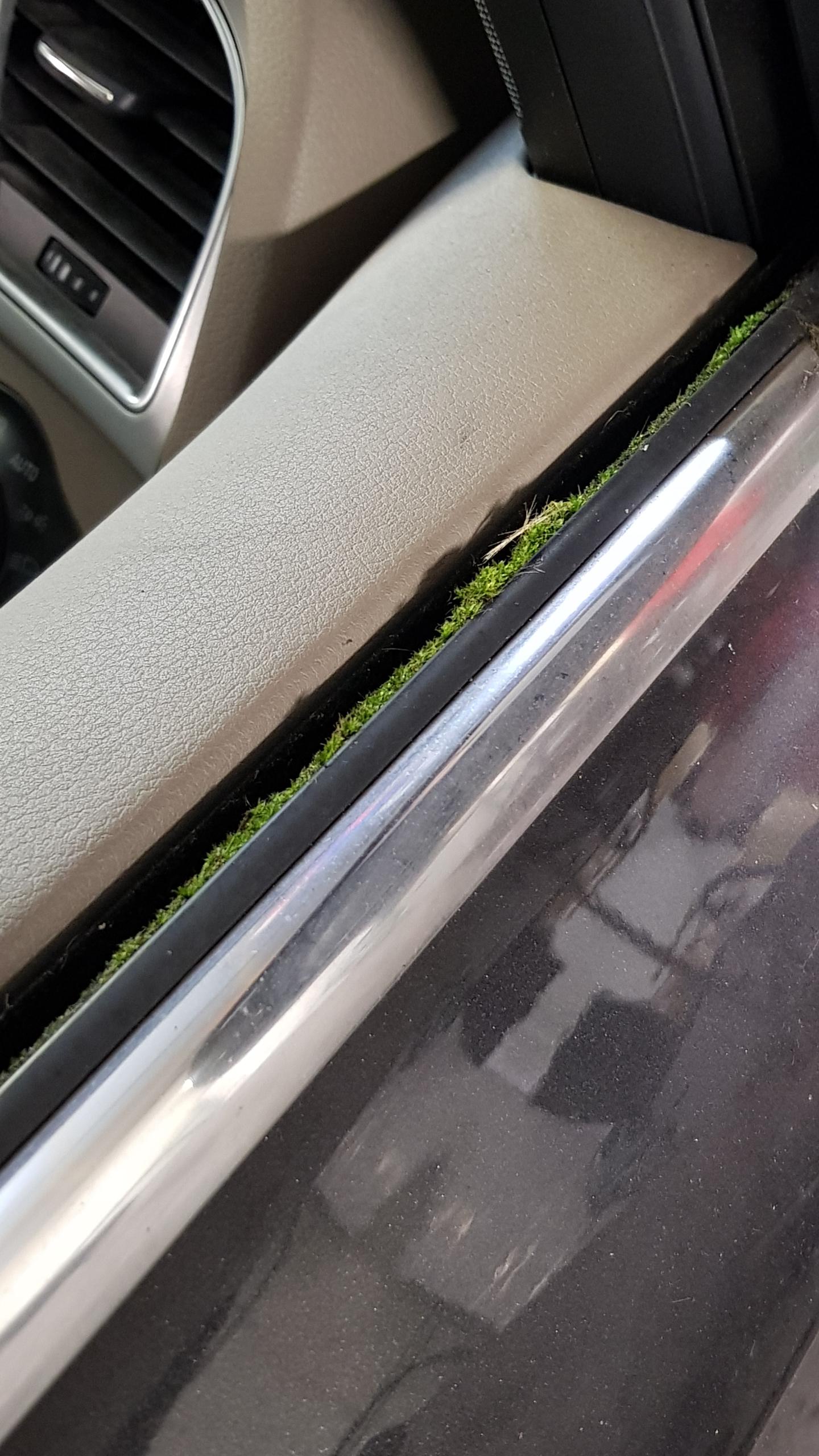 This car window has moss growing on it r/mildlyinteresting