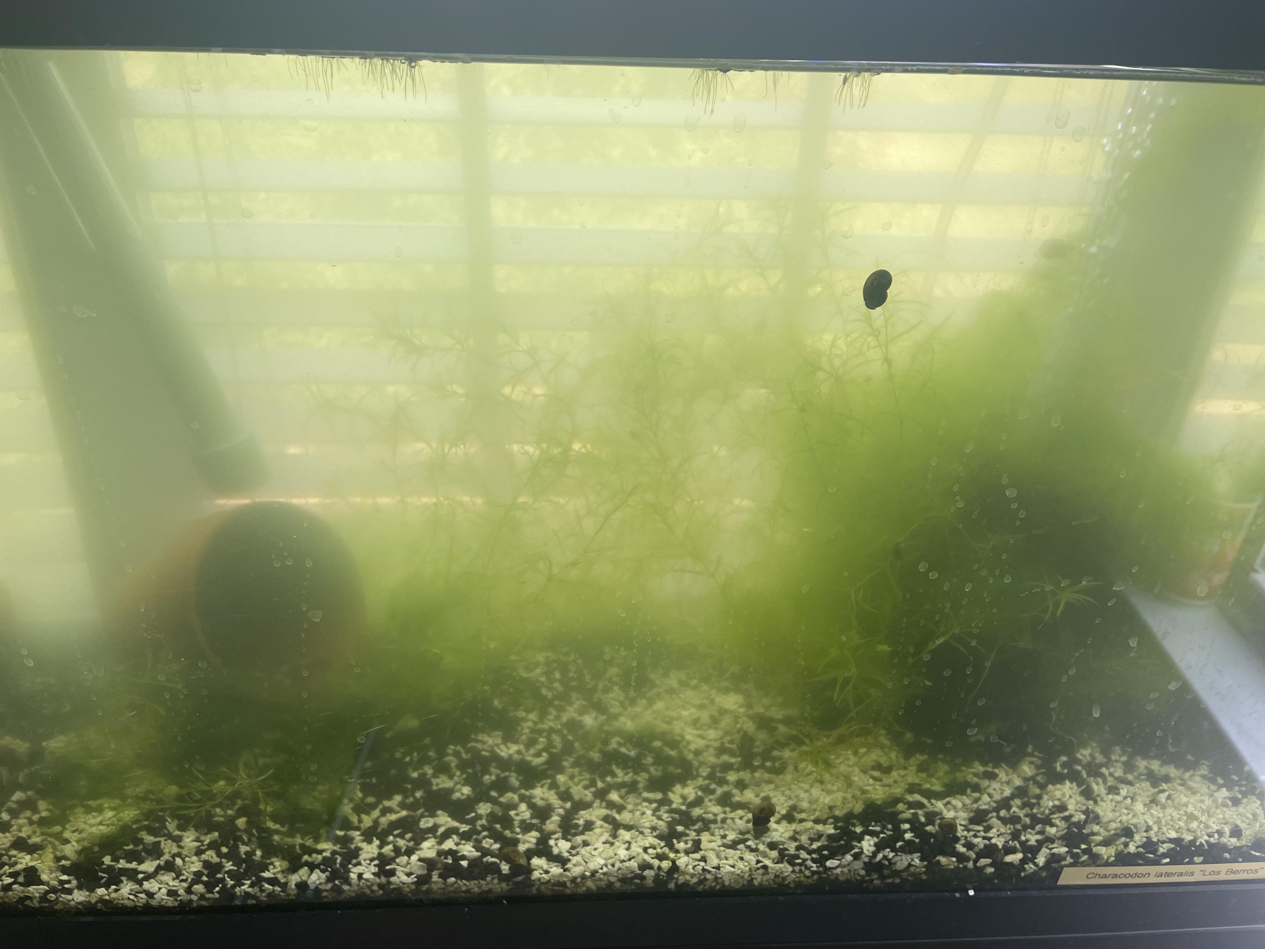 Is this green water? Near a window with moderate light. Is green water bad for fish tho? r