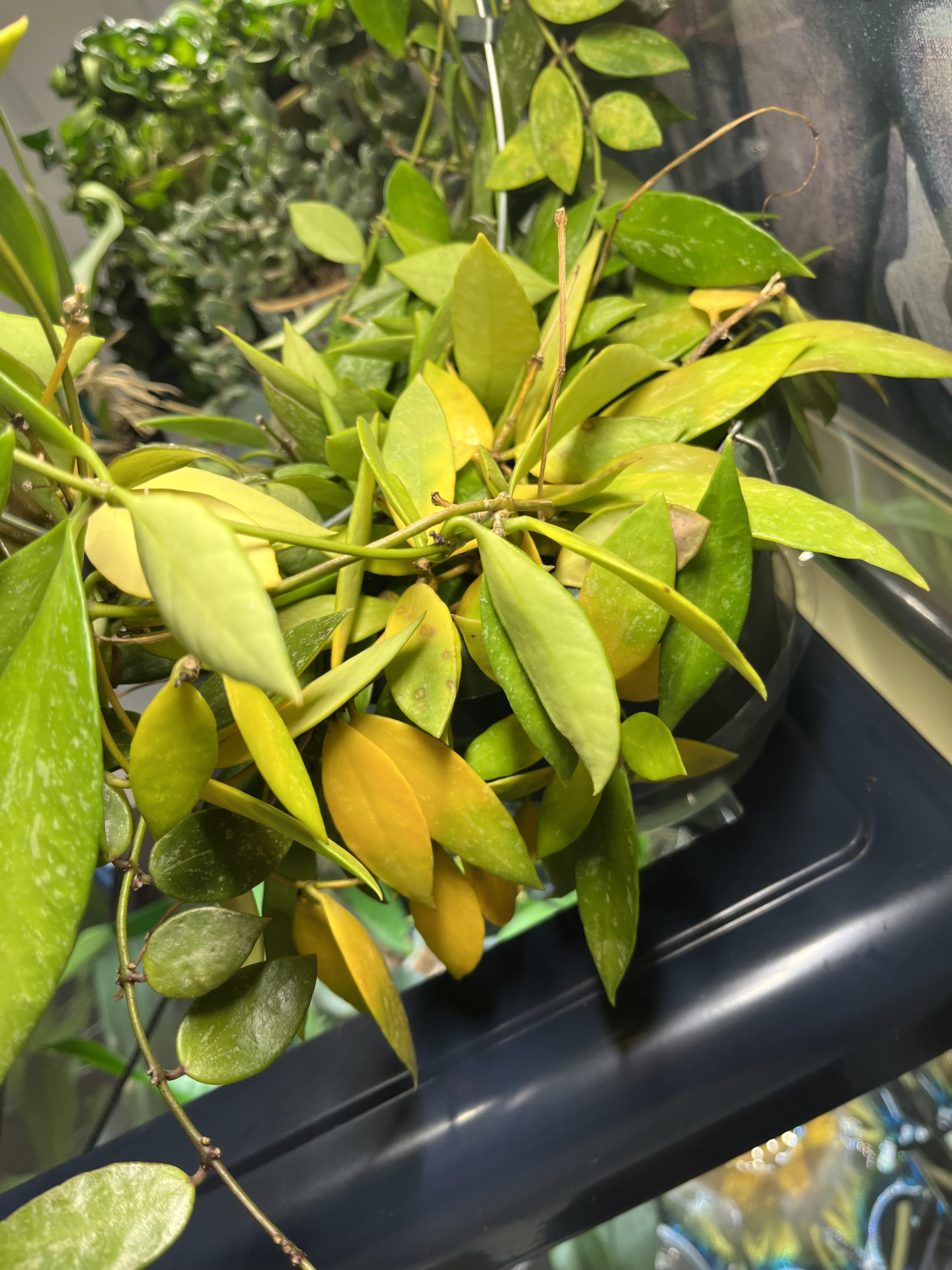 Leaves turning yellow? r/hoyas