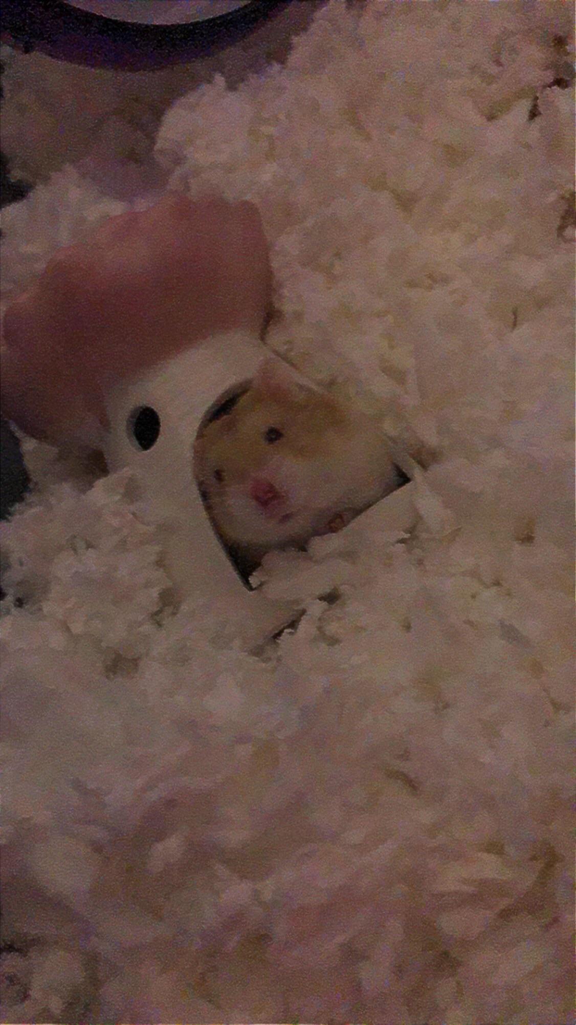 New hamster mom! My hamster Snickerdoodle loves this little candle