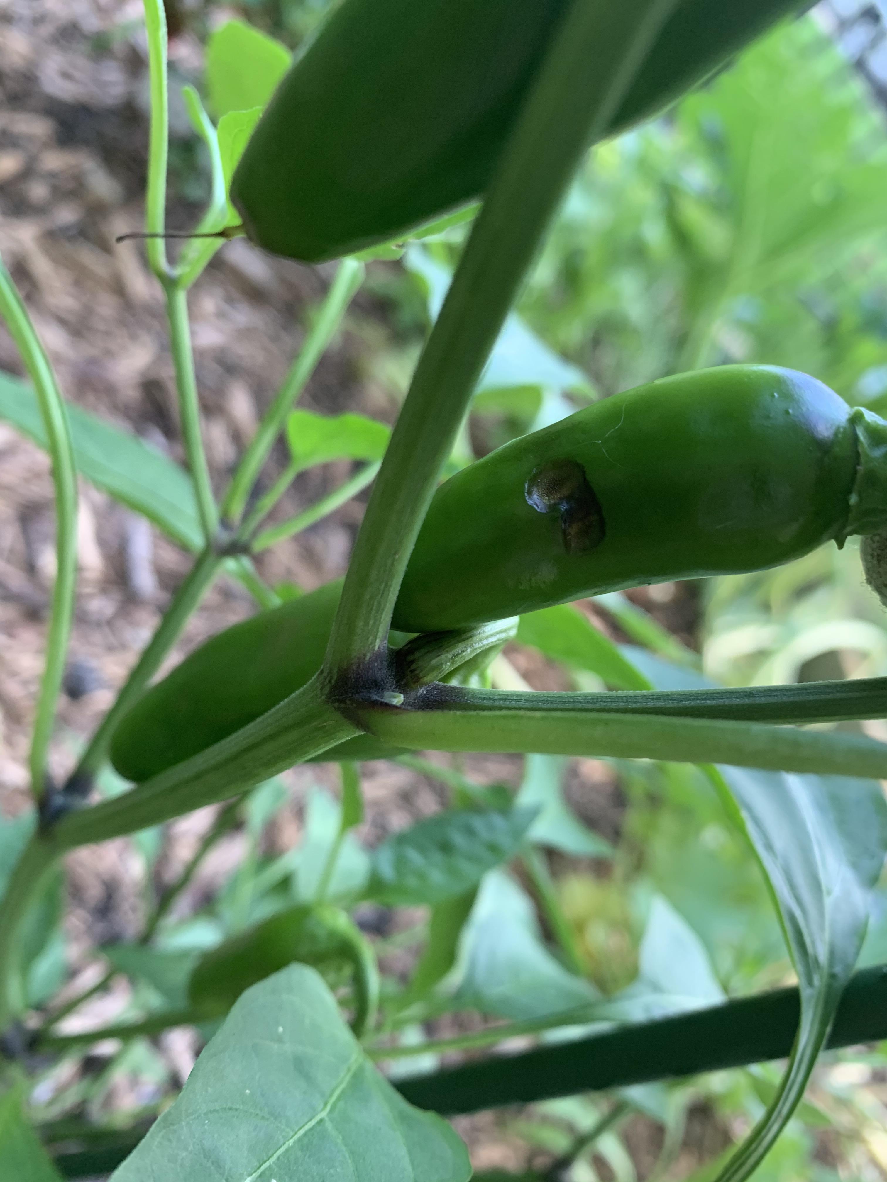 Anyone know what’s going on with my jalapeños? Not sure what the dark