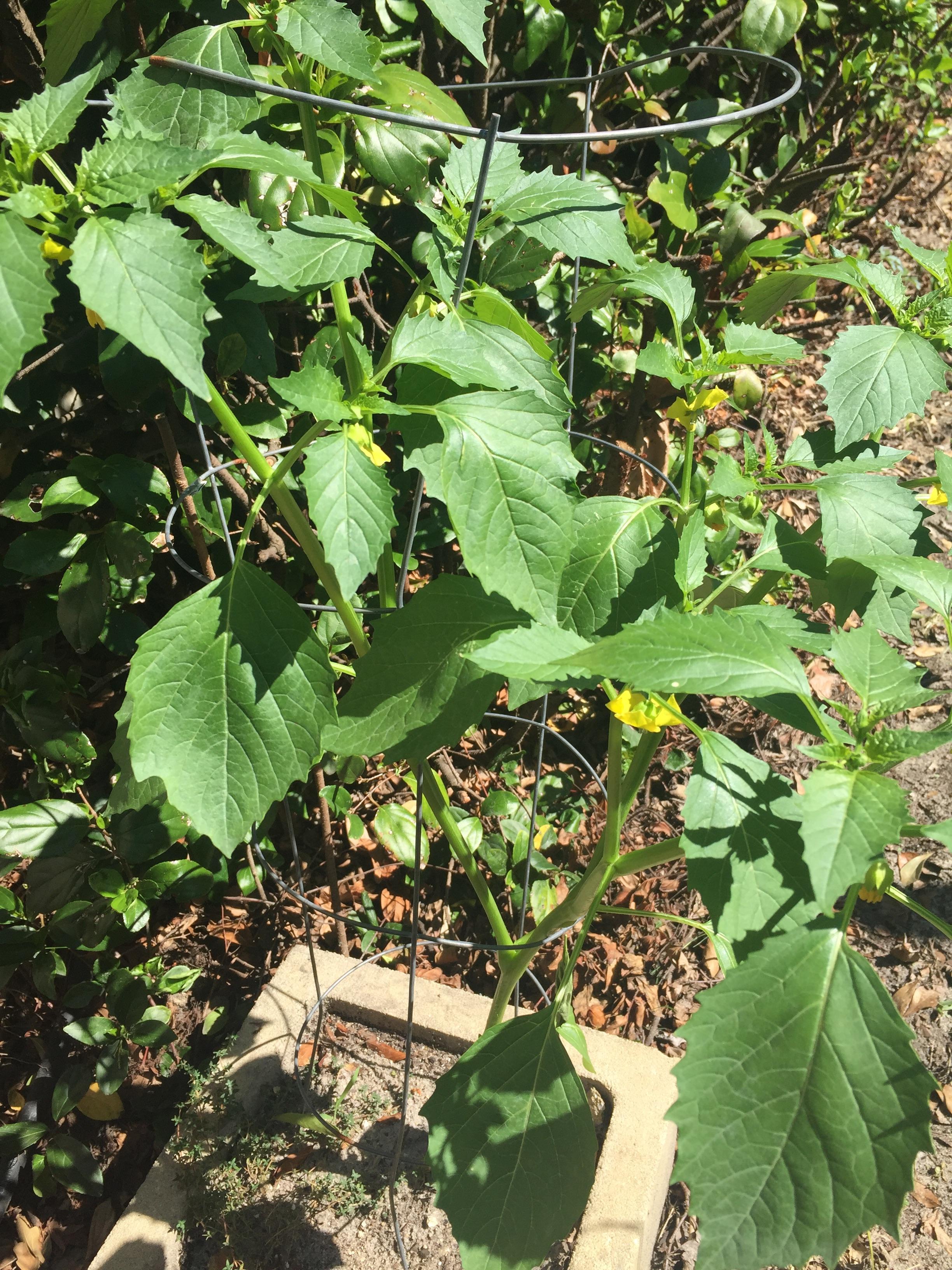 Tomatillos setting fruit, I think this is a purple one. r/gardening