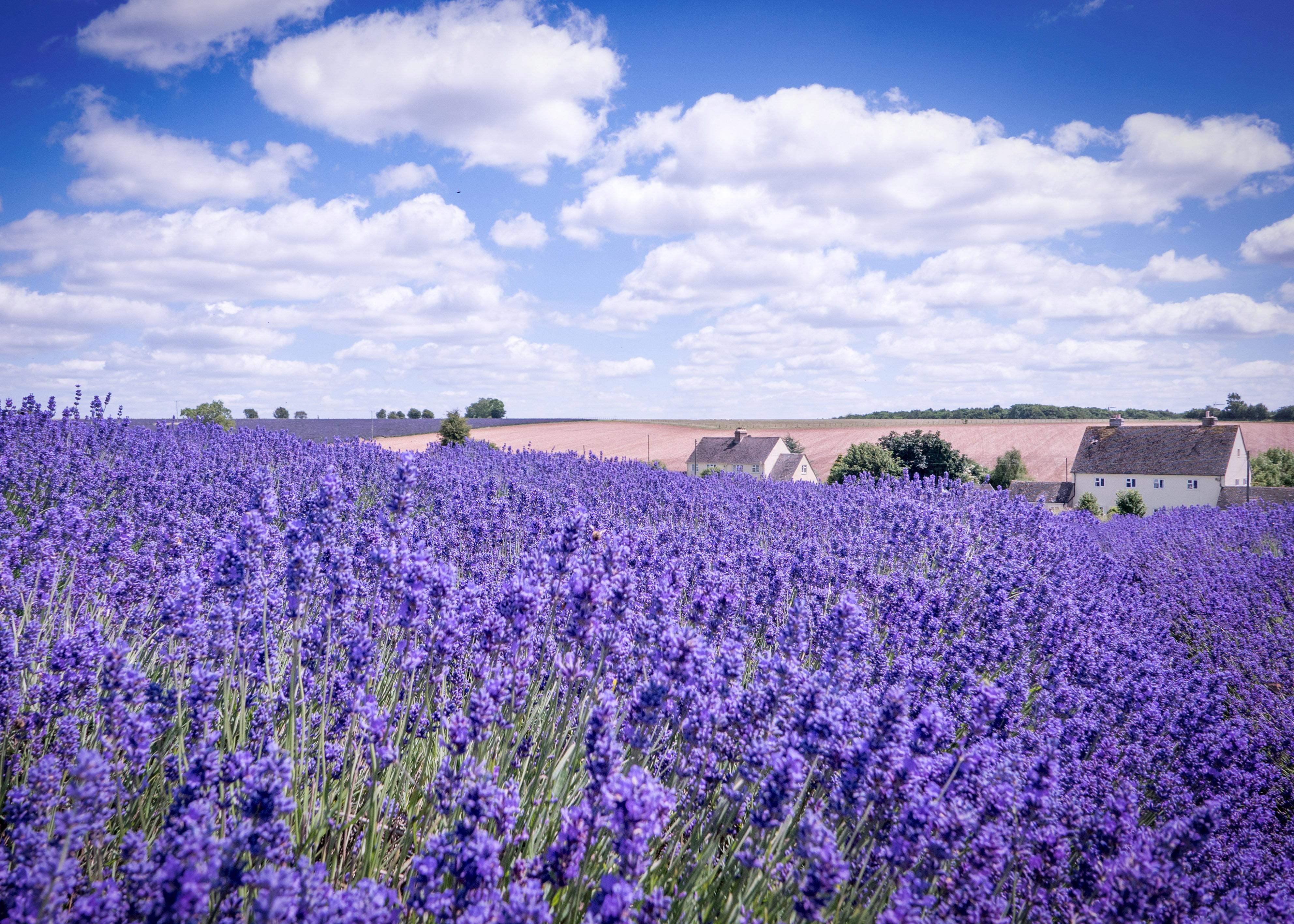 Lavender farm in the Cotswolds, England [3969 × 2835] [OC] r