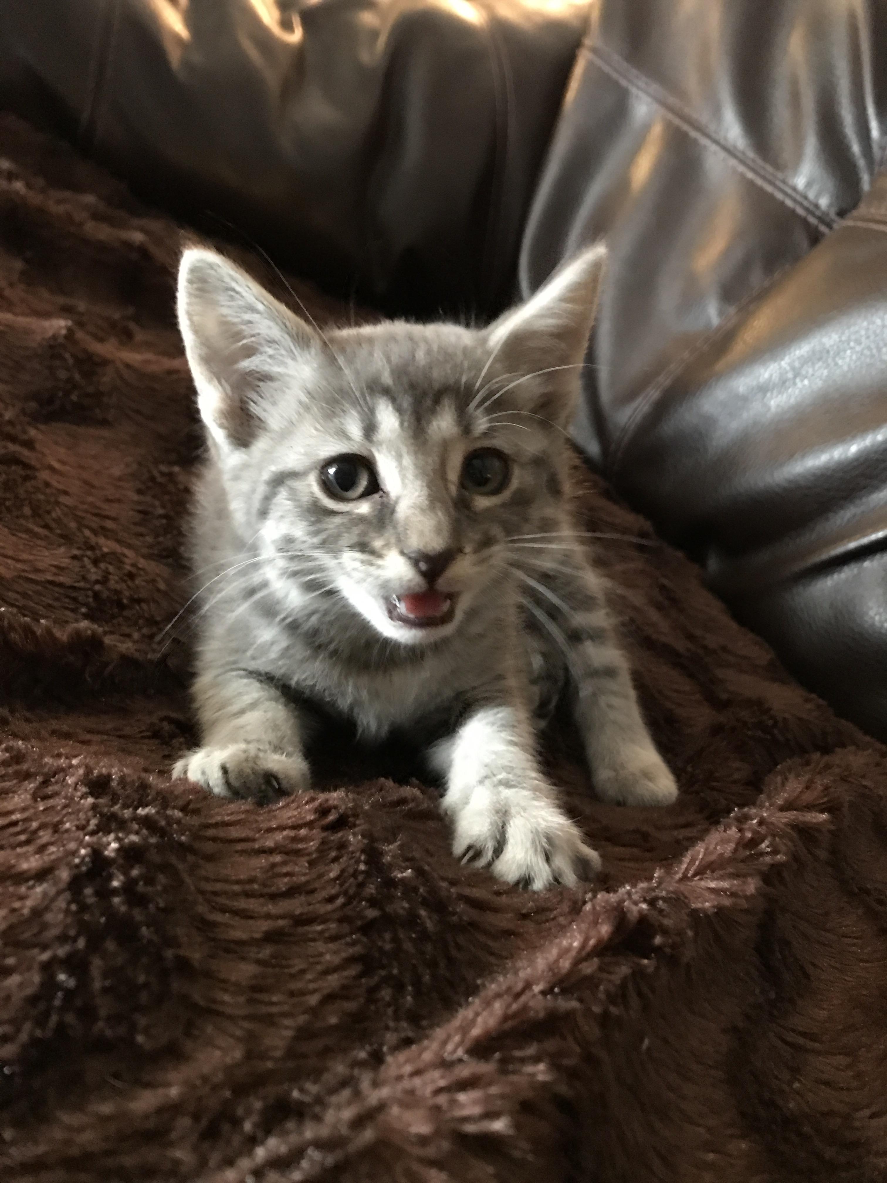 I asked Reddit, and you helped name her. Meet Willow. cats