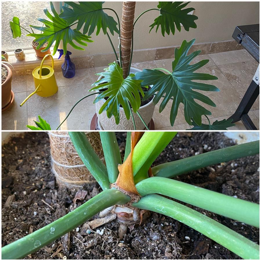 Advice on taking stem cuttings on a Philodendron Selloum?