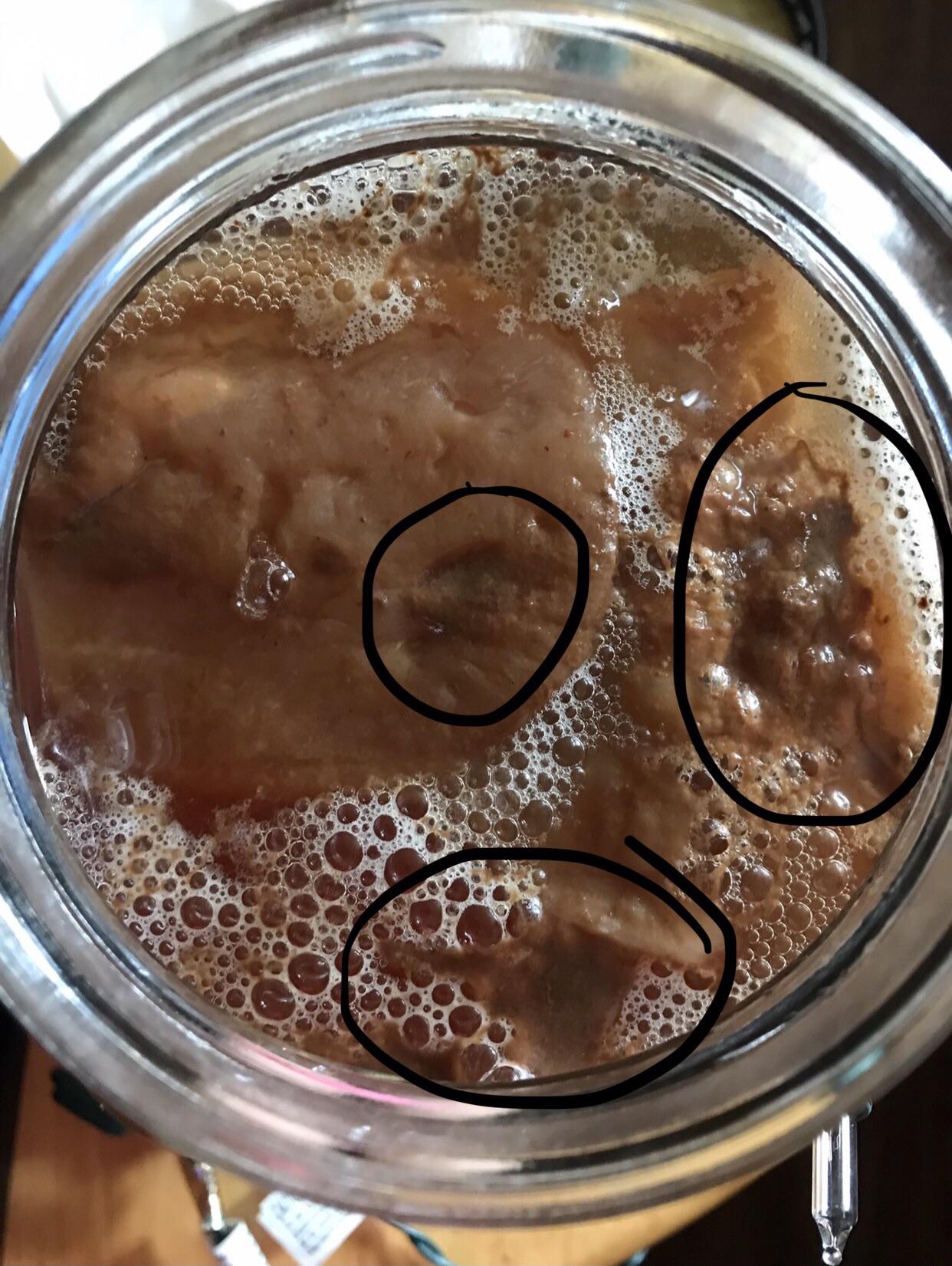 Pellicle/scoby feedback? Mold? New brewer here. r/Kombucha