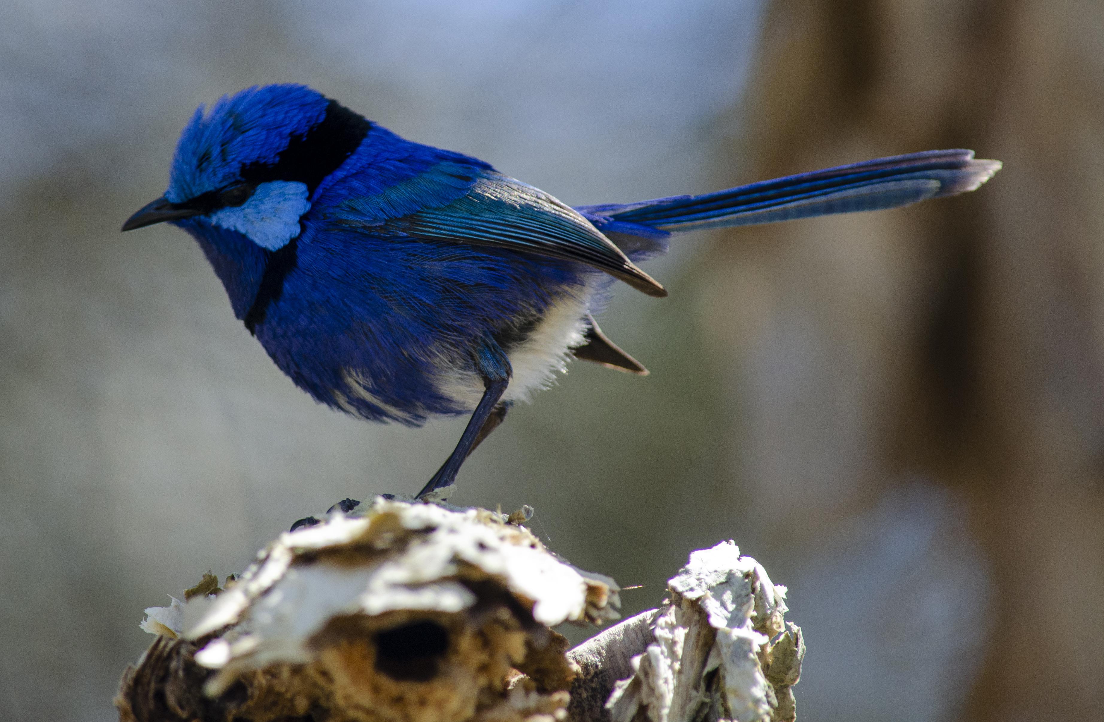 Splendid Fairy Wren, Western Australia. r/australia
