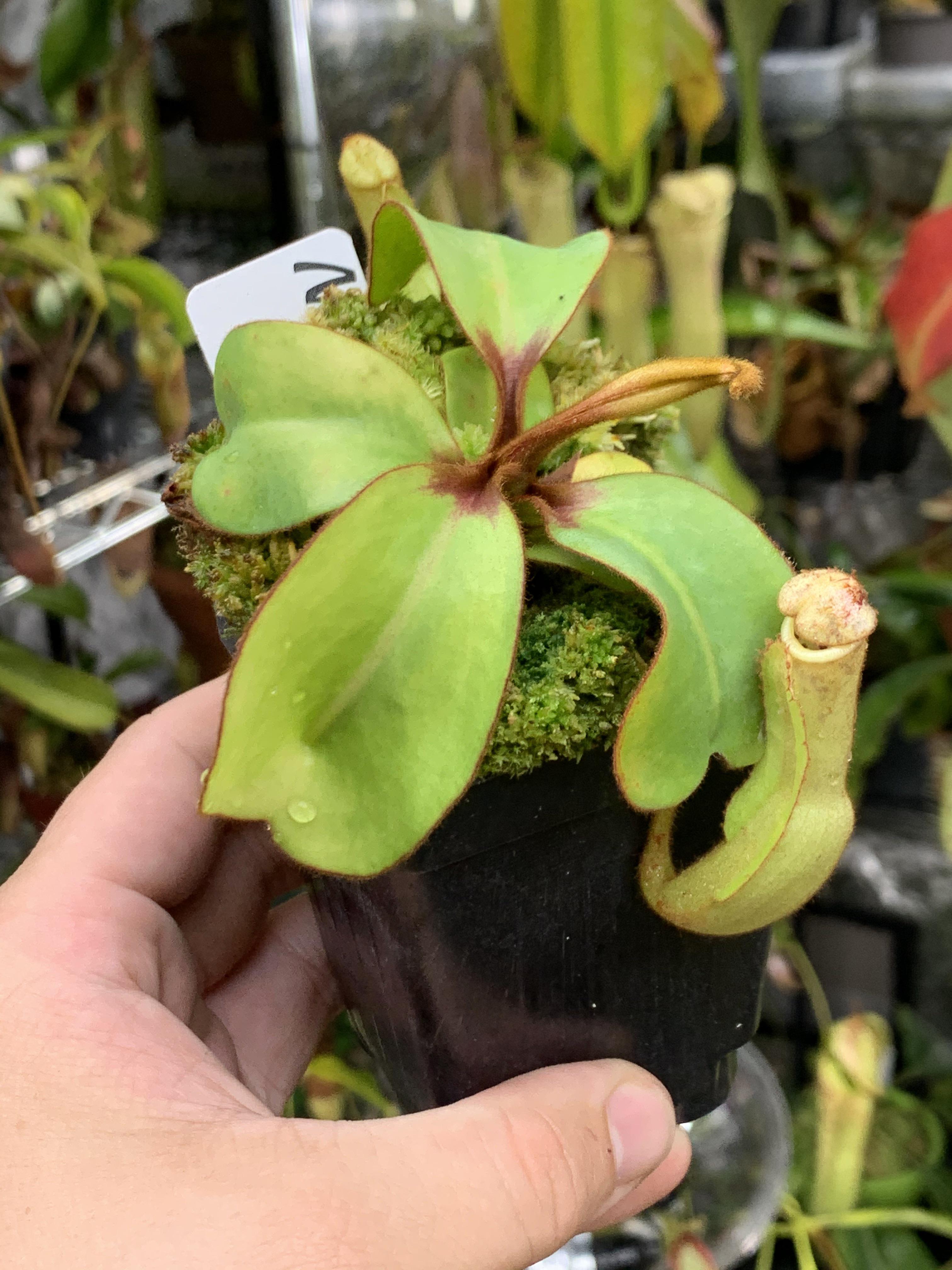 N. clipeata, a critically endangered plant and potentially the most