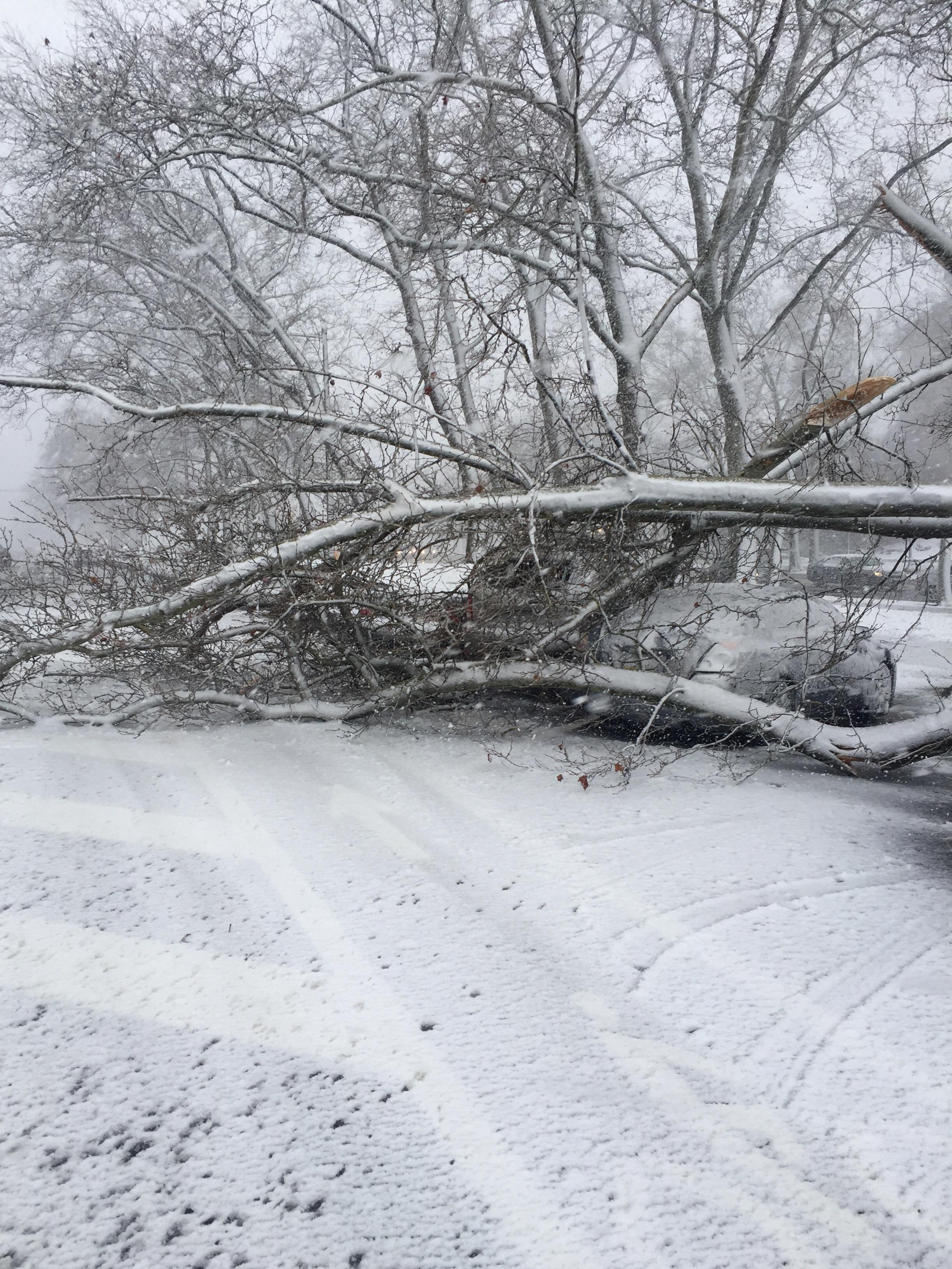 Downed tree crushed cars Pennsylvania ave and Fairmount ave r/philadelphia