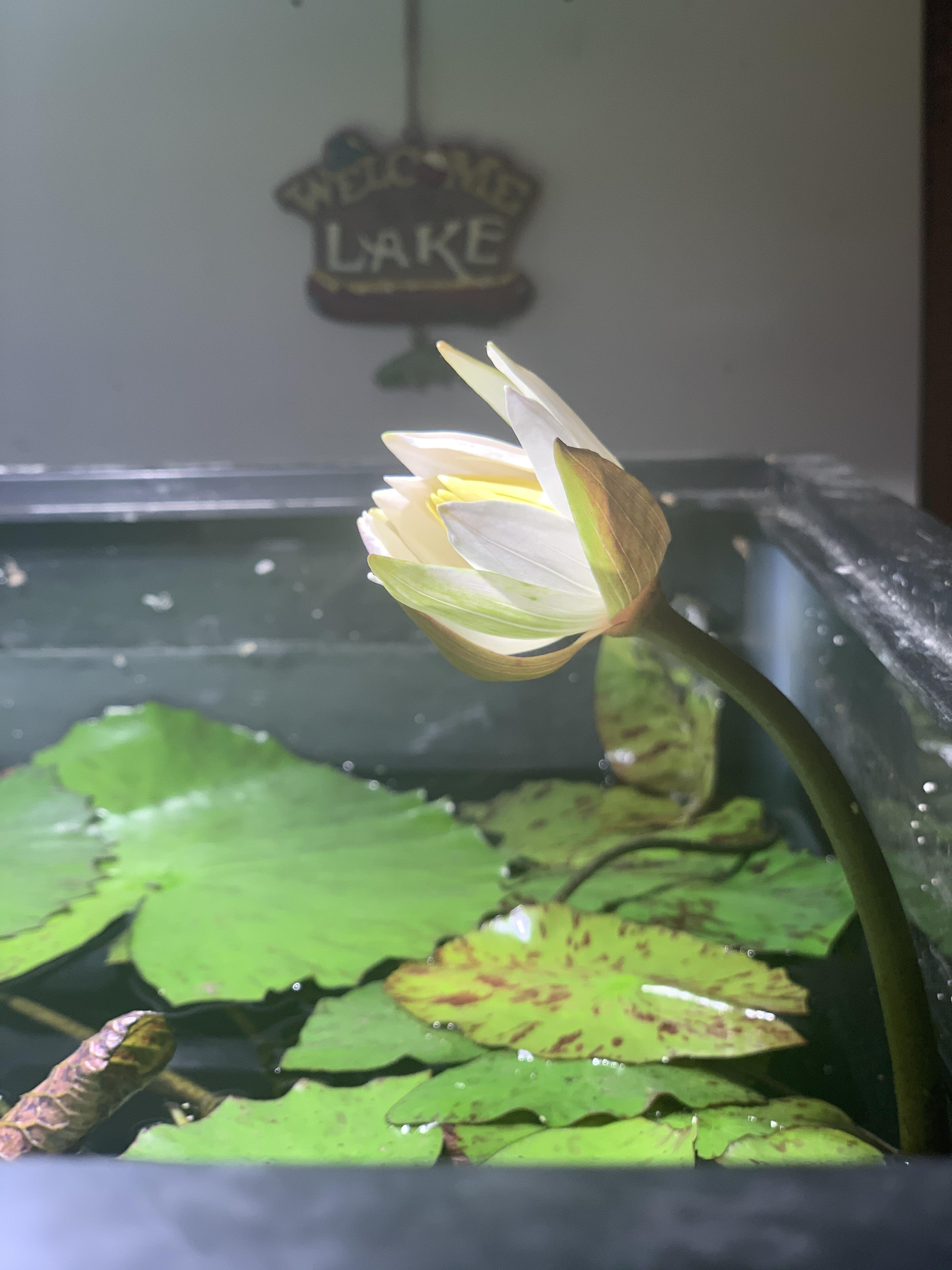 I cannot believe it, my tiger lotus produced a lotus flower! r/Aquariums
